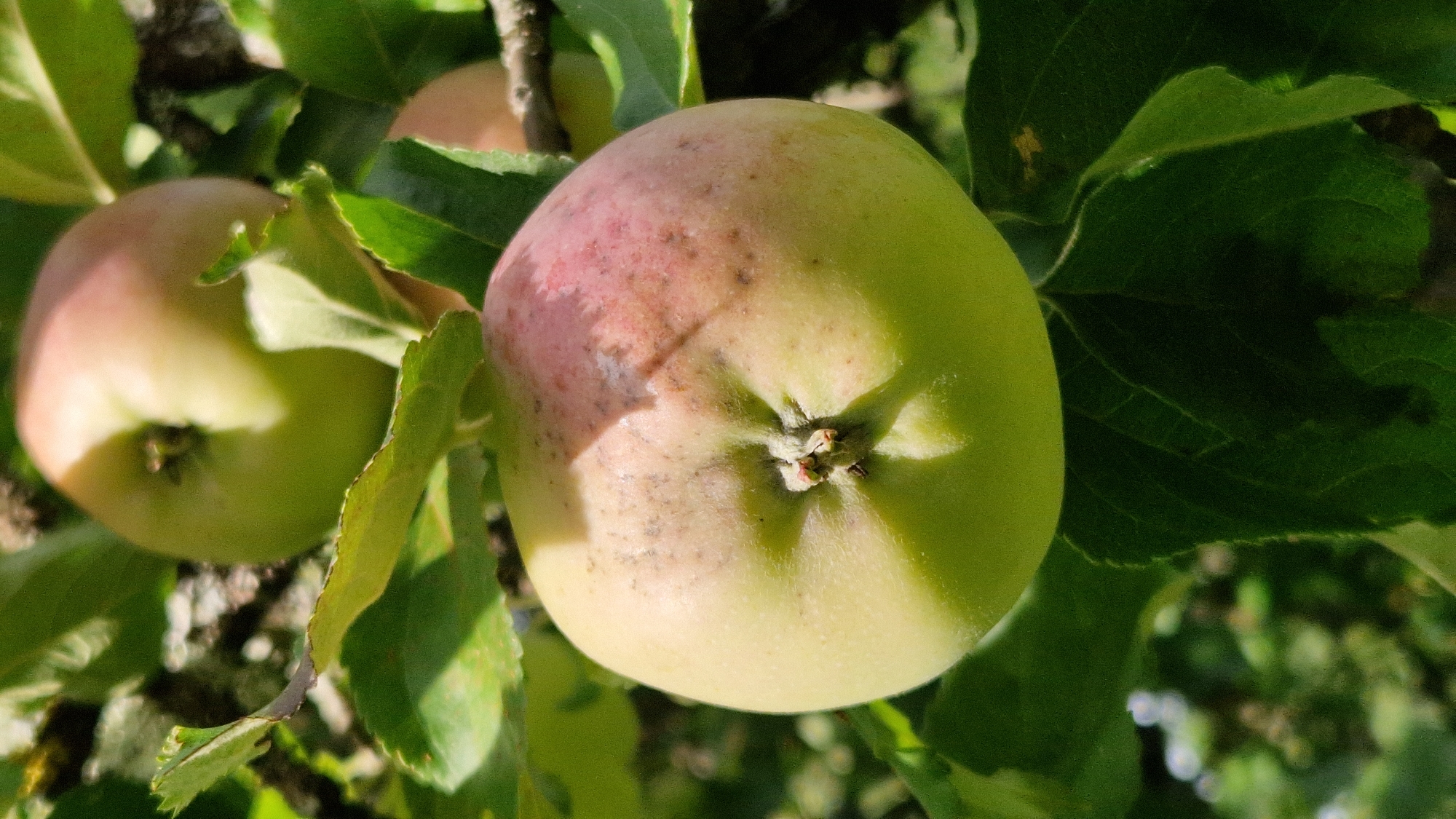An apple tree branch in Kazdanga, Latvia, bears several unripe apples. The apple in the foreground is the largest and most in focus, with a pale green hue and developing pink blush on one side. Its stem is clearly visible. Other apples and green leaves surround it, with the background blurred into a soft green and brown.