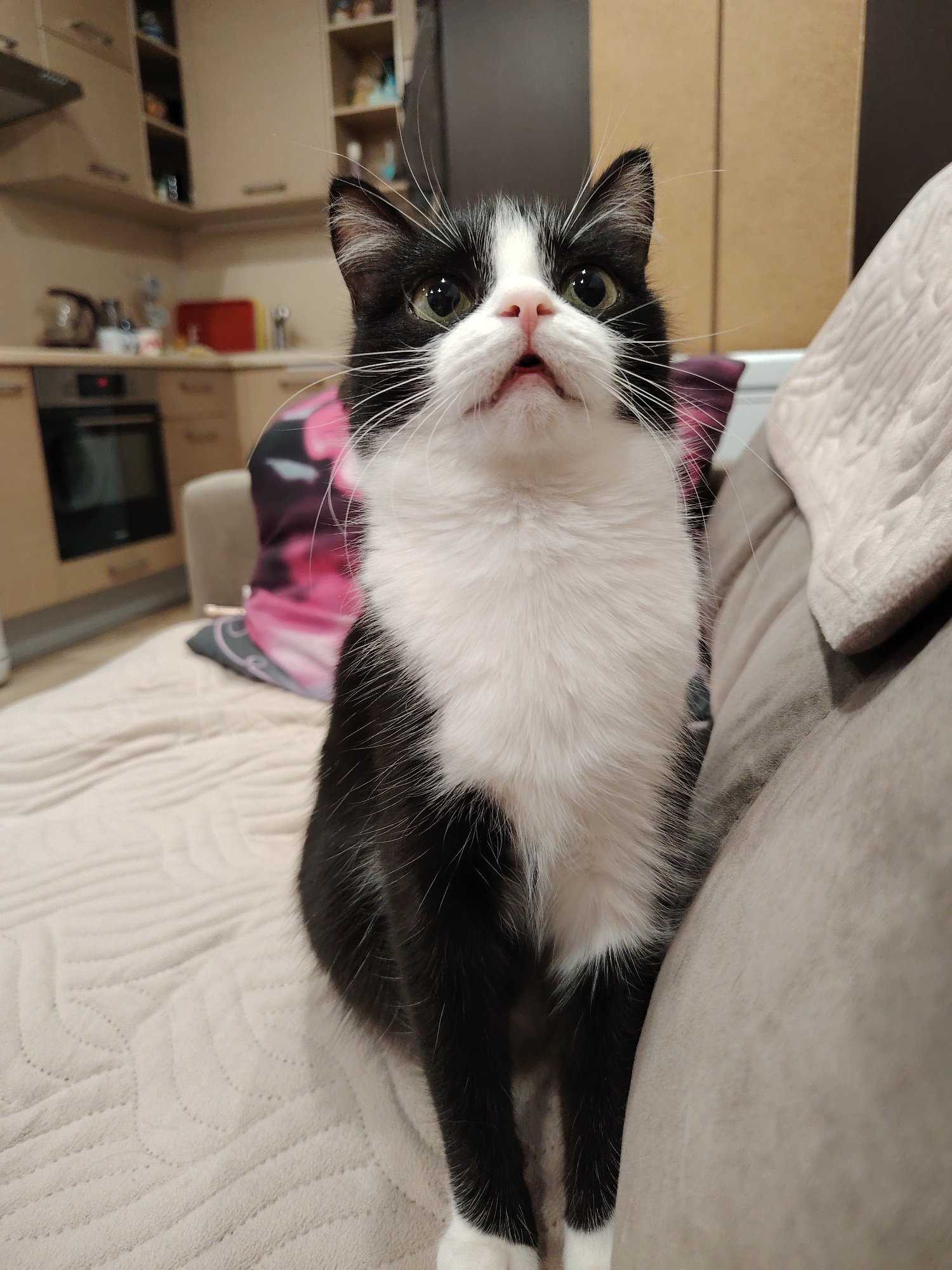 A black and white cat is sitting on a beige couch with a light pink quilted blanket. The cat is facing the camera with its mouth slightly open. In the background, a kitchen area is visible with cabinets, a stove, and shelves. The lighting suggests it is evening or indoors. The location is Unknown, Unknown.