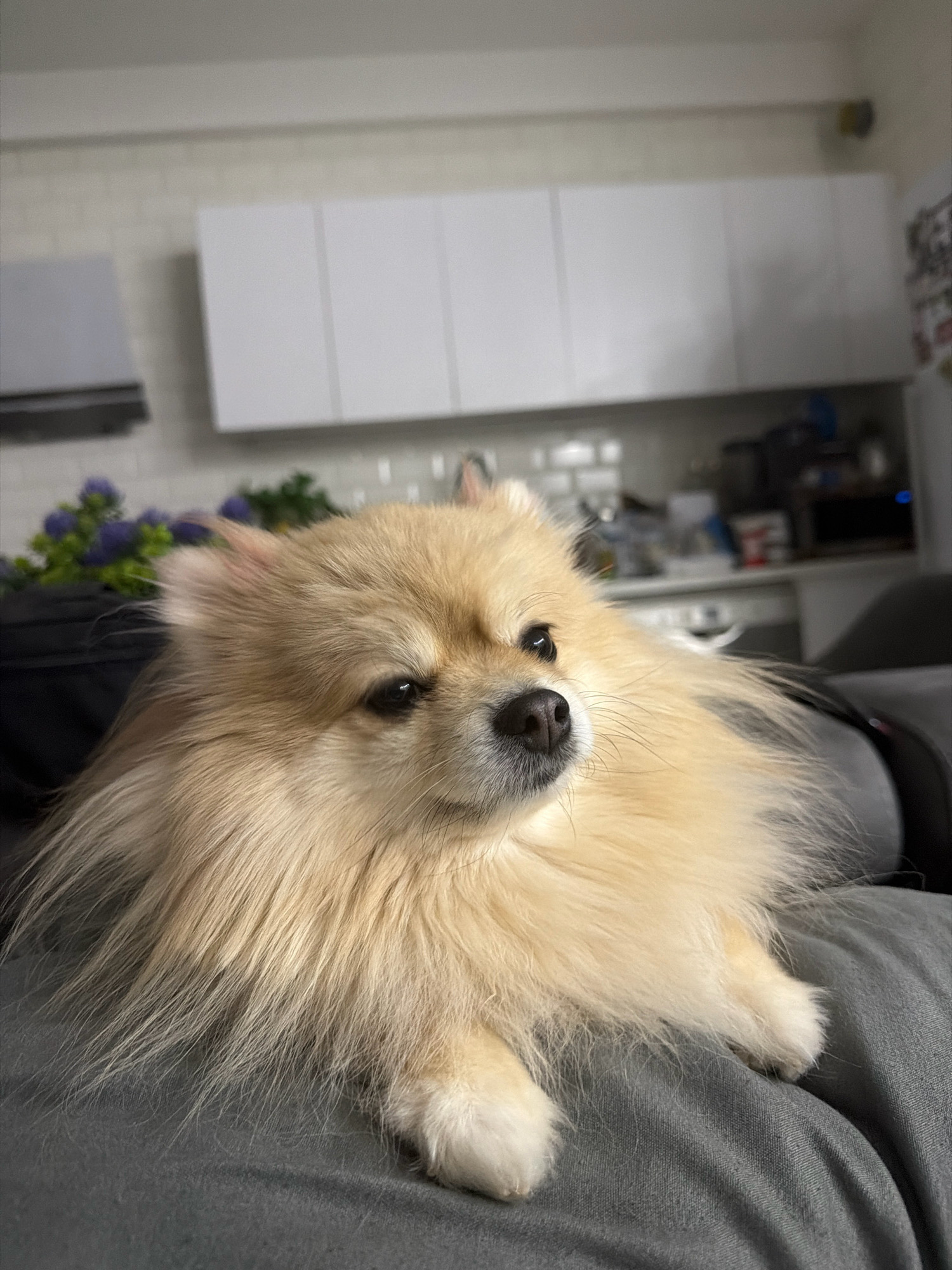 A close-up, eye-level shot captures a light-colored Pomeranian dog resting on a gray surface, likely a couch or lap. The dog's head is turned slightly to the right, with its dark eyes looking upwards and to the side. Its fluffy fur, primarily a golden-beige color, is voluminous and extends around its face and body. The dog has dark brown eyes and a black nose. In the background, out of focus, is a kitchen area with white cabinets and a tiled backsplash. The lighting suggests an indoor environment, possibly during the daytime. The image does not provide any specific information about the location being in Tbilisi, Georgia.