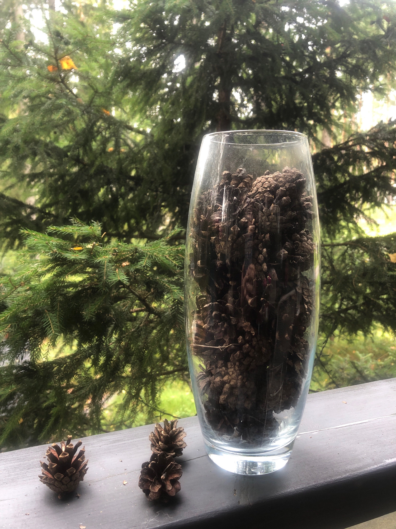 A close-up, eye-level, outdoor shot features a clear glass vase filled with pinecones, positioned on a dark wooden surface. Three small pinecones are arranged in front of the vase. The background consists of lush green pine trees, some of which are in sharp focus, while others are softly blurred, suggesting a natural, outdoor environment. The lighting appears to be natural daylight, with some areas of bright sunlight filtering through the foliage. There are no people or animals visible in the image, nor any indication of the specific location being within the city of Arfa, Russia. The scene is still and lacks any discernible action or interaction.