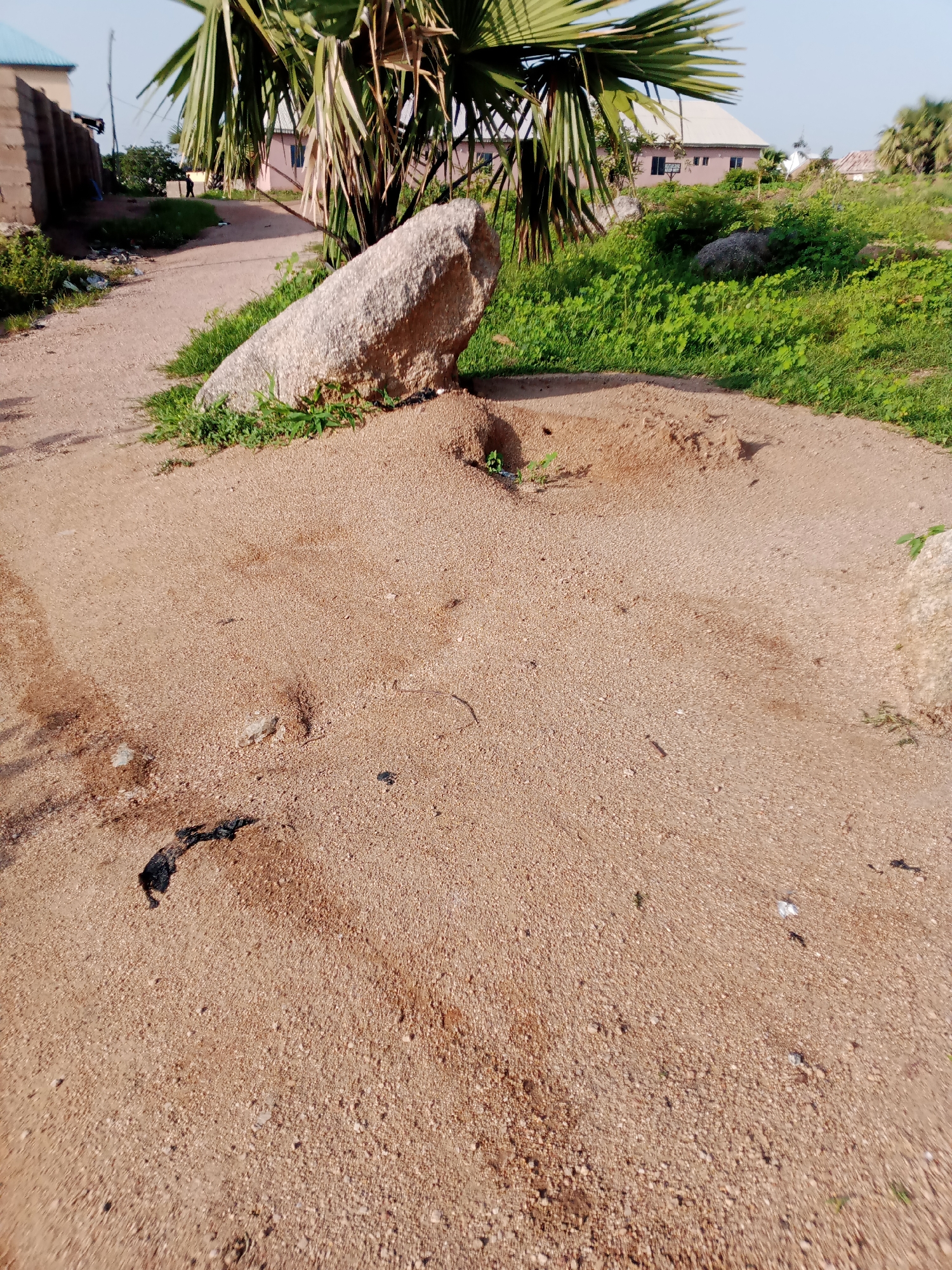 In the city of Jauro Yinu, Nigeria, a sandy, unpaved road is visible, leading towards a cluster of buildings in the background. A large, grey rock is prominently placed on the side of the road, partially embedded in the sandy ground and surrounded by green grass. A tall palm tree with large fronds overhangs the scene, casting a shadow. The road shows signs of wear and tear, with visible tire tracks and scattered debris. Several small mounds are present in the sandy area, possibly ant hills. In the distance, a few individuals can be seen walking along the road, and houses with light-colored roofs are visible among the greenery. The overall environment suggests a rural or semi-urban setting with a dry climate.