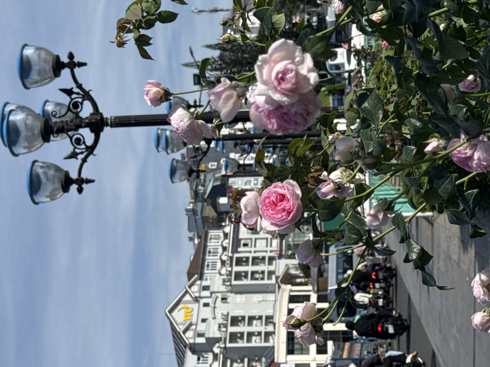 In Da Lat, Vietnam, this image captures a street scene with a focus on a cluster of pink roses in the foreground. Behind the roses, a decorative lamppost with four globes topped with blue accents stands tall against a clear blue sky with some wispy clouds. Beyond the lamppost, a row of buildings with multiple stories and balconies lines the street, some featuring signs. To the left, the street is visible with several people on motorbikes, some wearing helmets, navigating the road. A light-colored vehicle is also present in the background. The overall impression is a vibrant street life scene in a city known for its floral beauty.