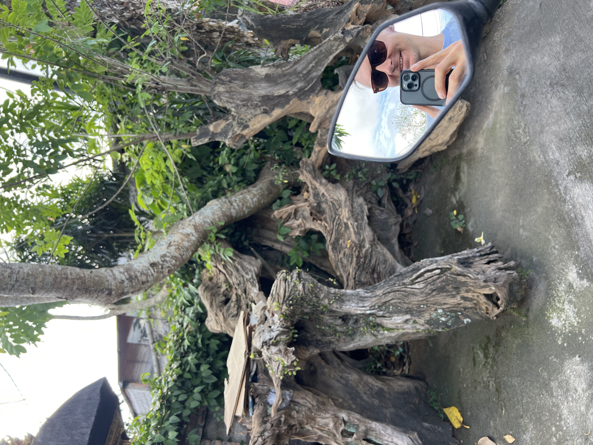 The image shows a man taking a selfie in the side mirror of a motorcycle. The man is wearing sunglasses and is holding a gray smartphone. The reflection in the mirror also shows a tree and the sky. The surrounding environment includes a large, gnarled tree root system covered in vegetation and lying on concrete. In the background, there is a glimpse of a building with a metal roof. The location is identified as being in Ubud District, Indonesia.