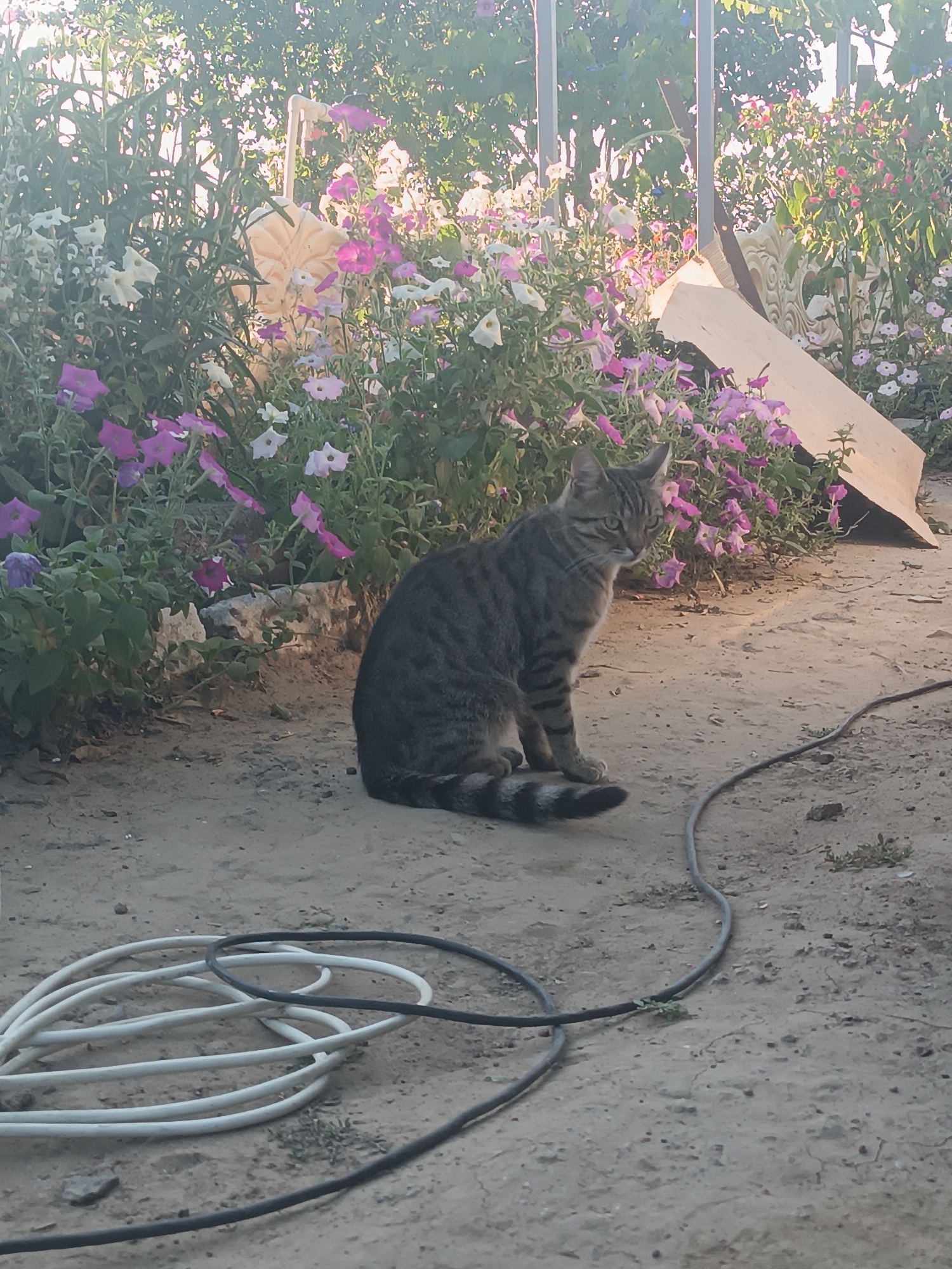A tabby cat is sitting on the dirt ground in front of a flower bed filled with petunias. The cat is facing to the left of the frame and its tail is curled around its body. The flower bed is made up of a variety of pink, purple, and white petunias. Behind the flower bed, there are some green plants and a cardboard box. There are also some electrical wires on the ground in the foreground. The location is Vypasne, Ukraine.