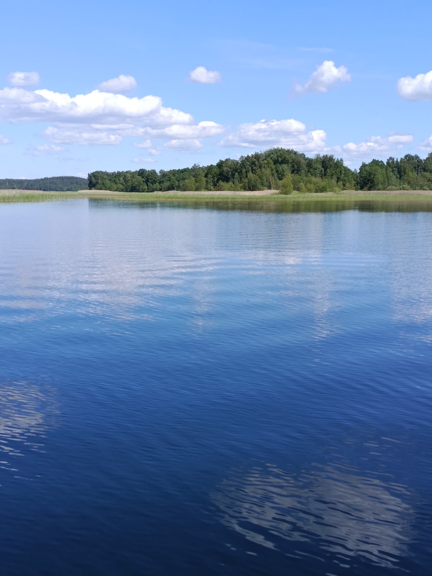 The image depicts a serene natural landscape under a bright blue sky dotted with fluffy white clouds. The foreground is dominated by a vast expanse of deep blue water, reflecting the sky and clouds, with gentle ripples disturbing the surface. In the middle ground, a shoreline is visible, lined with reeds and a dense forest of green trees stretching across the horizon. The overall impression is one of tranquility and natural beauty. The location of this scene is identified as Плюскі сельскі Савет, Belarus, suggesting a rural and possibly forested area with a significant body of water.