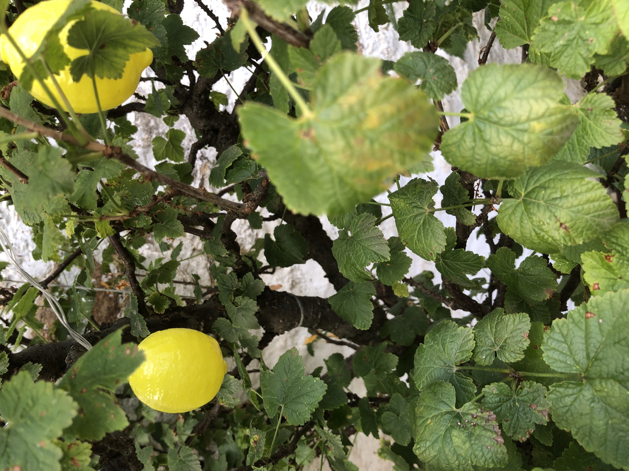 The image shows two yellow lemons hanging from a tree. The tree has green leaves and dark brown branches. The background is a blurry white wall. One lemon is in focus and located on the left side of the image. The other lemon is out of focus and located on the right side of the image. The scene appears to be outdoors.
