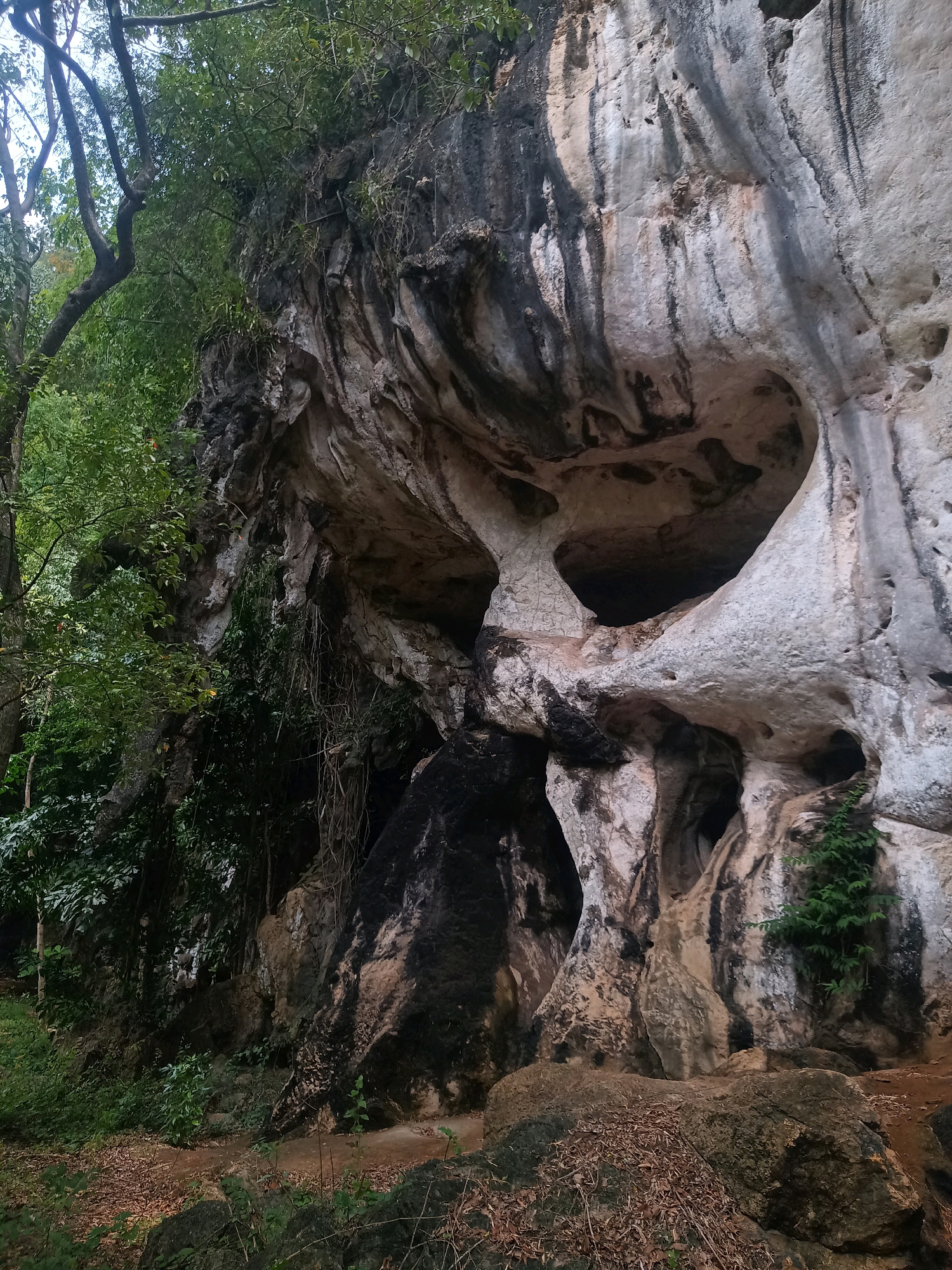 The image depicts a natural cave entrance nestled within a lush, jungle-like environment. The cave opening is a prominent feature, characterized by striking rock formations with varied textures and colors, ranging from smooth, light-colored limestone to darker, rougher surfaces. Some parts of the rock face exhibit natural erosion patterns, creating hollows and overhangs. Vegetation, including trees with dense foliage and hanging vines, frames the cave and climbs upon the rock face, suggesting a humid, tropical climate. The ground in front of the cave is covered with dry leaves, twigs, and some scattered rocks, indicating a natural, undeveloped area. The overall scene conveys a sense of natural beauty and untouched wilderness. The location is identified as Pak Nam, Thailand, which is known for its karst topography and limestone caves.