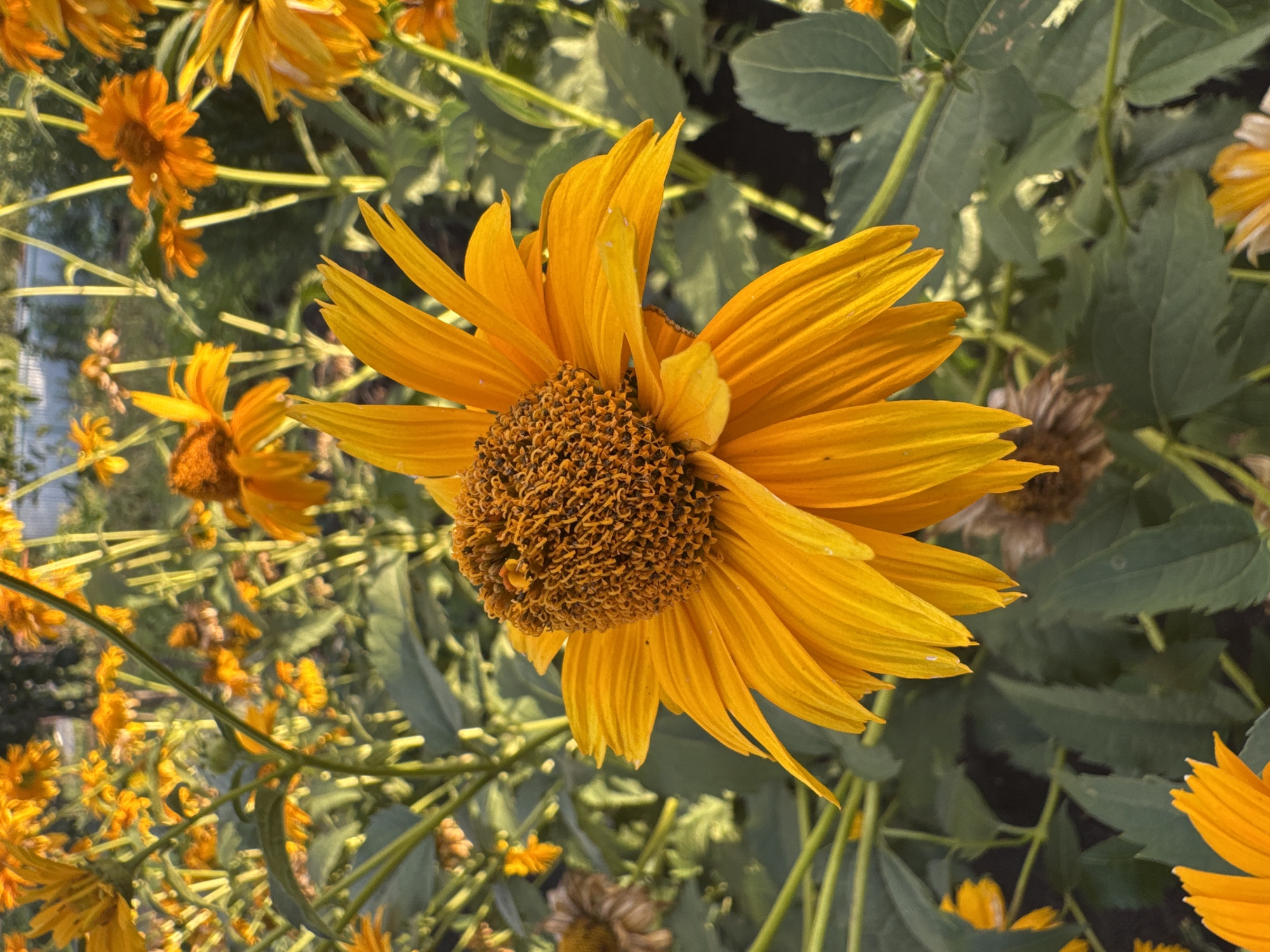 An extreme close-up, portrait-oriented photograph shows a large, vibrant orange daisy in the foreground, its petals unfurling outwards. The flower's center is a dense cluster of darker orange, textured florets. Behind it, a garden of similar orange and yellow daisies with green foliage creates a blurred backdrop. The lighting suggests late afternoon or early morning sun, casting a warm glow on the flowers and illuminating the scene. The environment appears to be a garden, likely in a residential or public outdoor space. The specific location within Rannii Rassvet, Russia, is not discernible from the image itself. There are no people or animals visible in the frame. The focus is entirely on the natural beauty of the flowers.