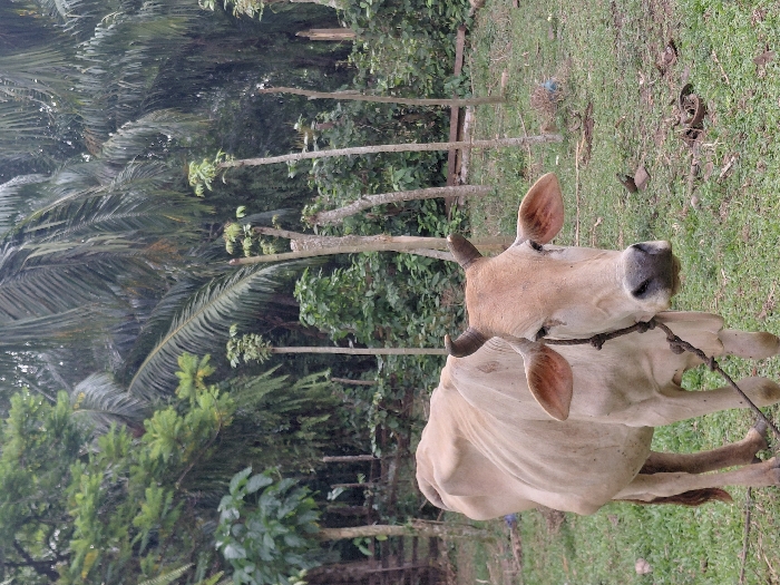 This image, captured in Blang Pohroh, Indonesia, depicts a lean, light tan domestic cow standing in a grassy clearing. The cow, facing directly towards the viewer with a slight body turn to its left, has small, curved horns and a dark, braided rope tied around its neck. Its ribs are faintly visible through its coat. The immediate foreground and midground feature green grass mixed with patches of exposed soil and scattered organic debris. The background is dominated by dense tropical vegetation, including numerous tall palm trees with prominent fronds, smaller leafy green trees, and several slender, trimmed saplings or poles exhibiting new foliage growth at their apices. No human figures or specific actions beyond the cow standing are visible.