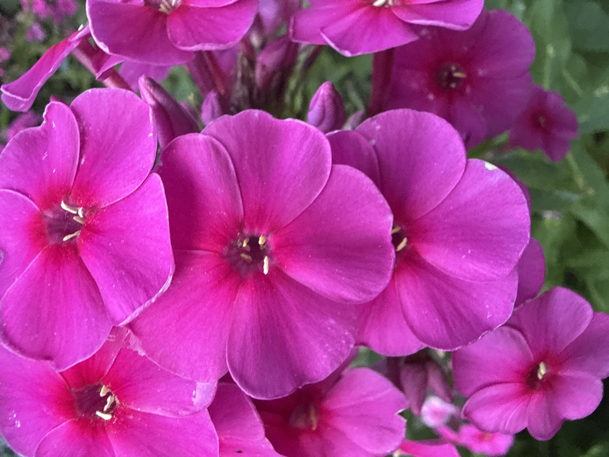 A close-up, high-angle shot captures a cluster of vibrant fuchsia phlox flowers. The petals are a rich, saturated pink with a slight velvety texture and subtle variations in hue. Some petals have lighter edges or faint speckles. The centers of the flowers reveal delicate stamen tipped with yellow pollen. The background is a blur of soft green foliage, suggesting an outdoor setting. The lighting is even, highlighting the intricate details and vivid colors of the blooms.