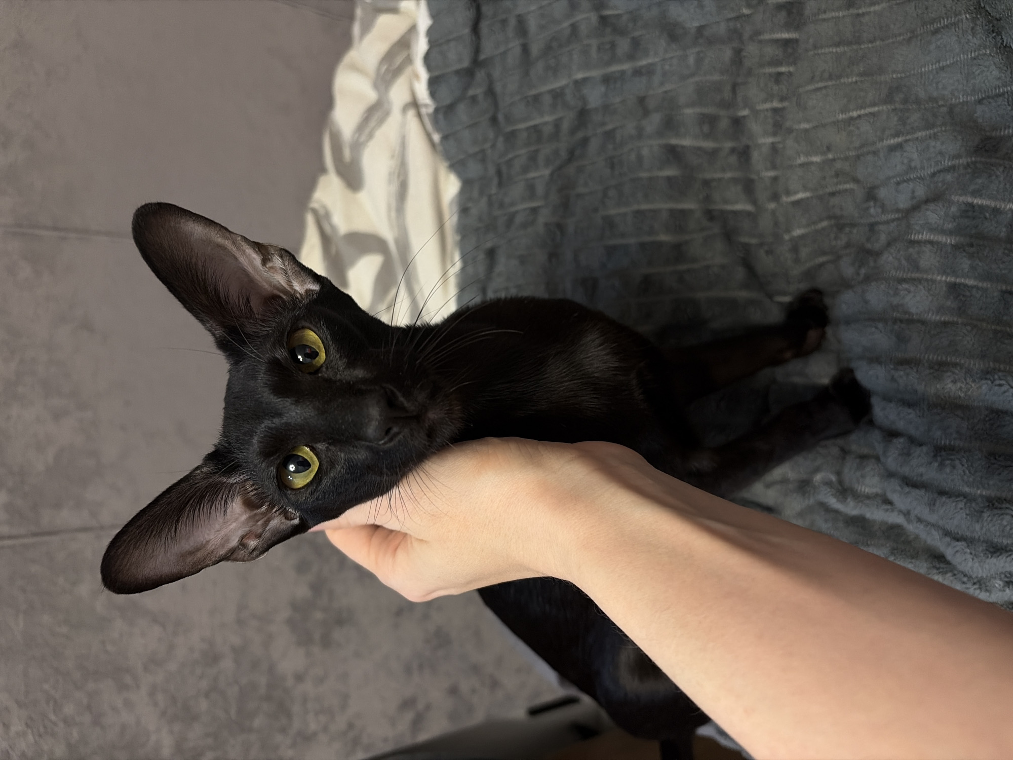 A black cat with large ears and green eyes is held in a person's hand. The cat is lying on a gray blanket with horizontal stripes. The background includes a wall and a partially visible white sheet. The location and city of Chaikovsky, Russia, are not inferable from the image.