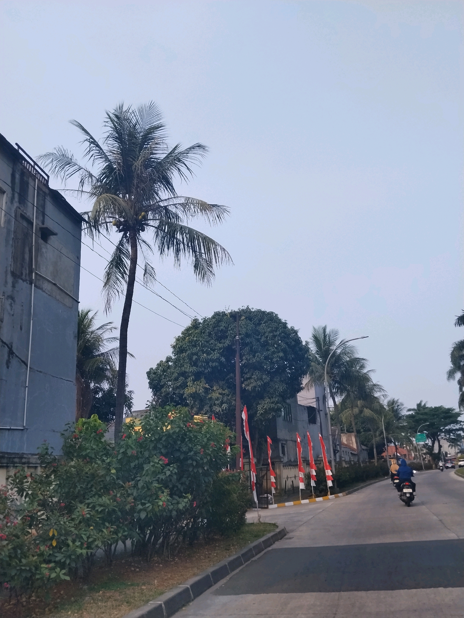In Cikupa, Indonesia, a street scene unfolds under a pale, overcast sky. To the left, a tall, slender coconut palm tree with sparse fronds stands next to a grey, multi-story building with weathered walls. In the foreground, a dense cluster of green bushes with small red flowers lines the sidewalk.
Along the road, a series of red and white Indonesian flags are planted in a row, marking the edge of the sidewalk. The road itself is paved and curves to the right. A motorcycle carrying two individuals, one in a yellow jacket and the other in a blue hooded jacket, travels away from the viewer on the right side of the road. In the distance, other vehicles can be seen, and more trees, including several coconut palms, line the street. A street lamp is visible above the trees on the right side of the image.