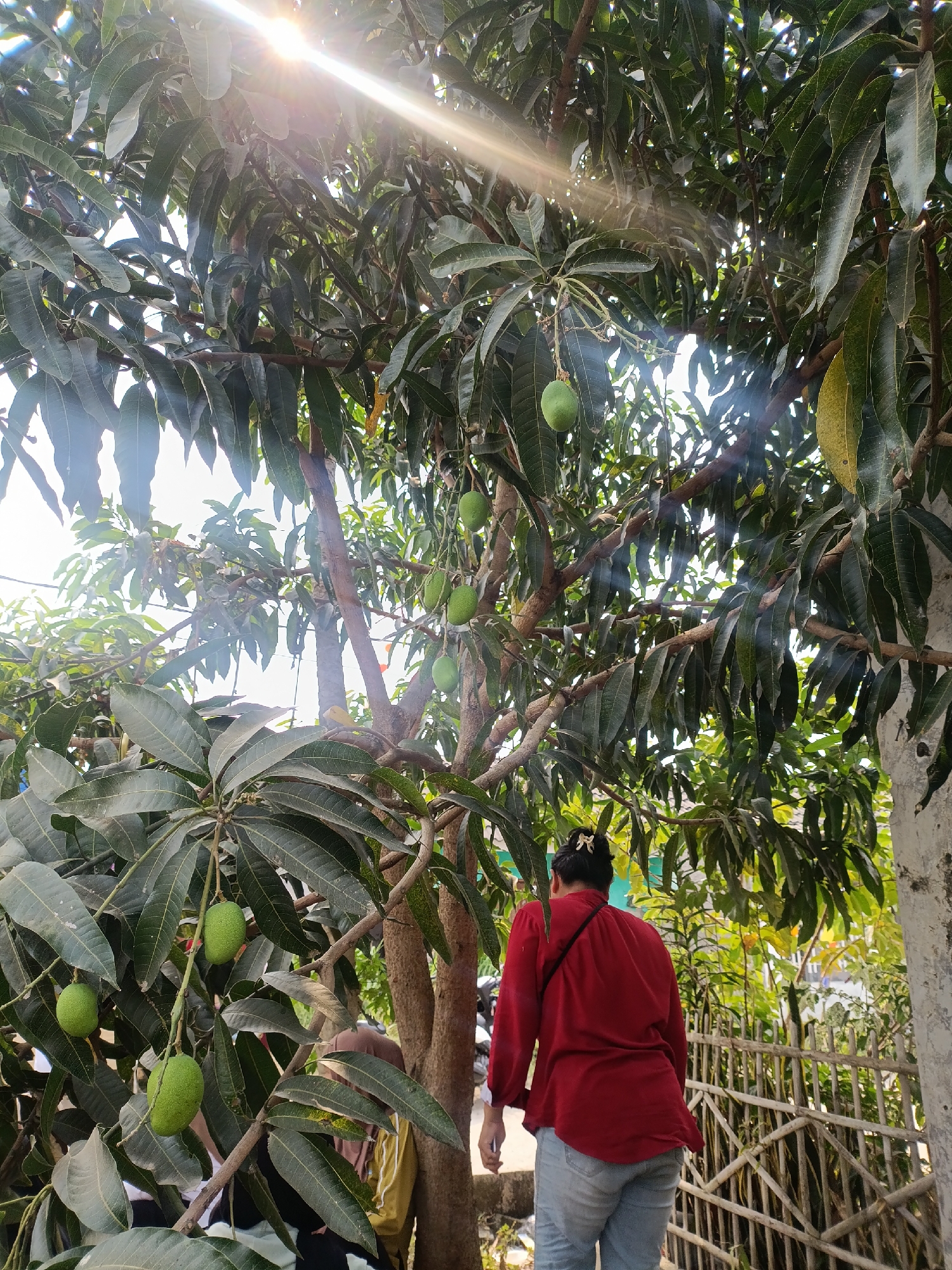 In Cariu, Indonesia, a person wearing a red long-sleeved shirt and light blue jeans stands with their back to the camera, facing a mango tree laden with green fruit. The sun shines brightly through the tree's foliage, creating lens flare and illuminating the scene. To the right, a rustic wooden fence encloses an area with lush greenery. The ground is covered in dry leaves and debris.