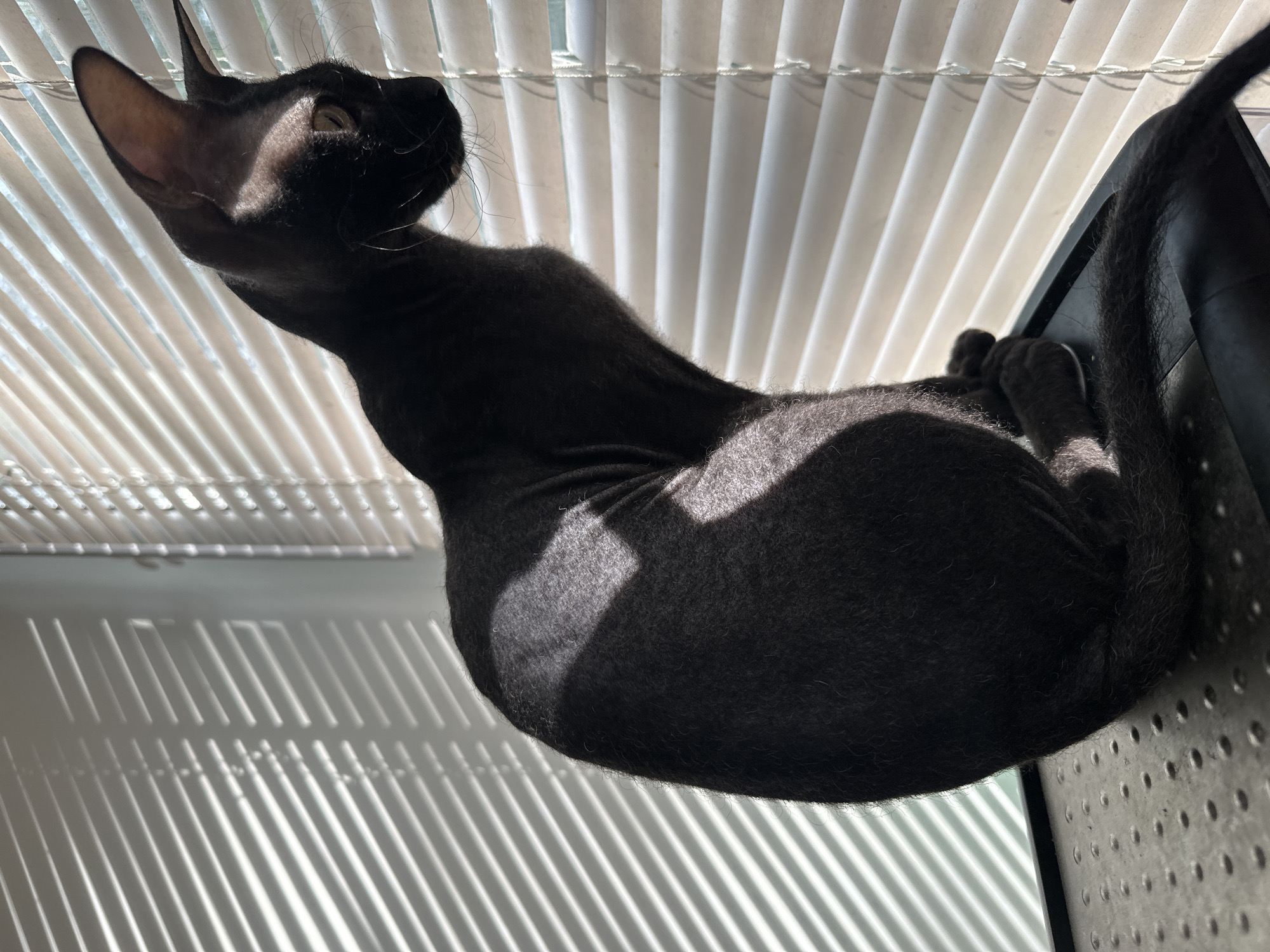 A black Sphynx cat sits on a black metallic surface, looking out a window with horizontal blinds. Sunlight casts shadows from the blinds onto the cat and the wall. The cat is facing to the right of the frame, with its head turned slightly, and its large ears are prominent. Its tail is curled around its body. The background is dominated by the light-colored blinds, with some indication of the outdoors visible through the slats. The environment appears to be indoors, possibly a home, in Chaikovsky, Russia.