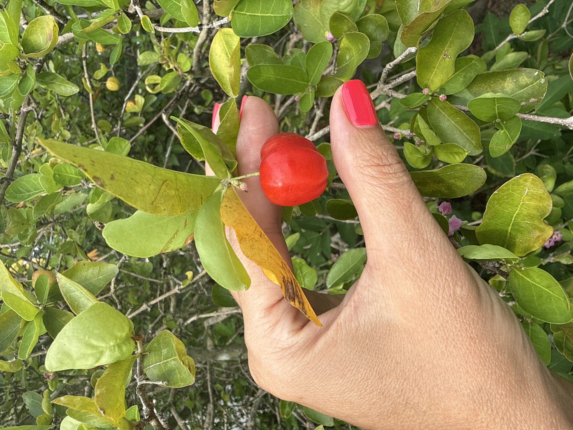 In Baan Mae Nam, Thailand, a person's hand with bright pink nail polish is holding a single, ripe red acerola cherry. The cherry is attached to a thin stem and is surrounded by green leaves and branches of the acerola tree. The background is filled with more foliage, suggesting an outdoor, natural setting within the city.