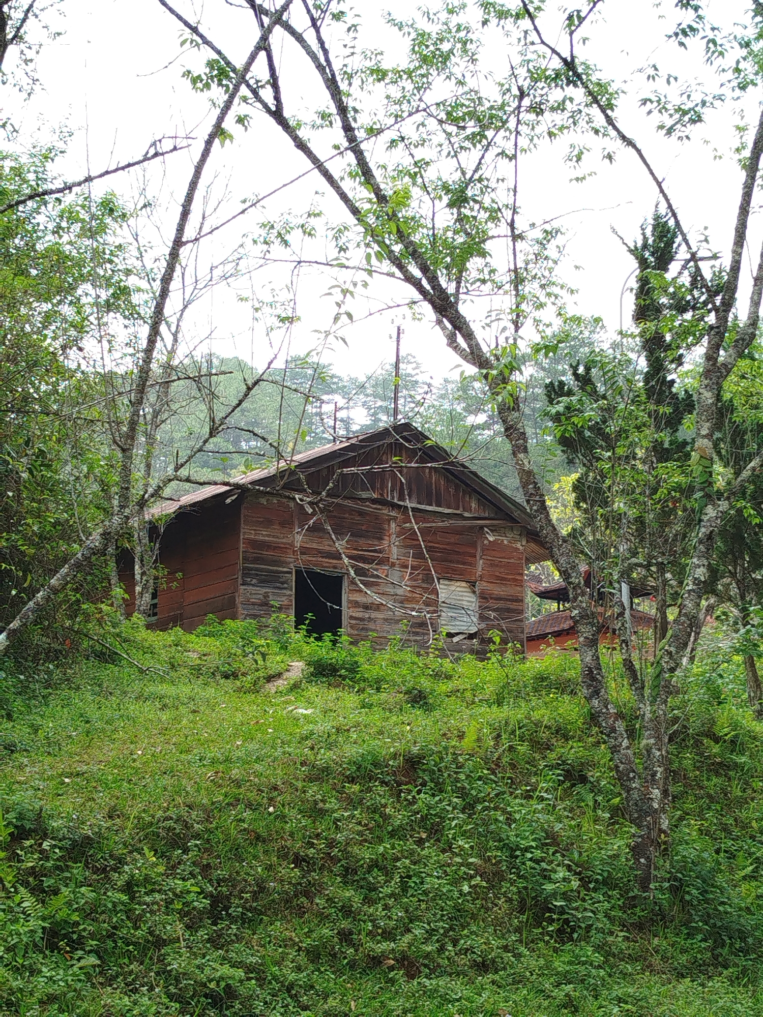 The image presents a rustic, weathered wooden house situated on a green, overgrown hillside. The single-story structure, likely a shack or abandoned dwelling, is constructed from dark, aged wooden planks and features a gabled roof made of rusted corrugated metal. An open, dark doorway is visible on the front facade, and a window to its right appears to be boarded up or covered with a metal sheet, suggesting disuse.
The house is partially obscured by numerous trees and dense vegetation. In the foreground and surrounding the house, bare tree branches intermingle with branches bearing sparse green leaves. The tree trunks display textures that could be lichen or moss. The ground covering the hillside is a thick, lush carpet of varied green plants, grasses, and small shrubs, indicating a fertile environment.
The sky overhead is overcast or misty, creating soft, diffused lighting throughout the scene. Beyond the immediate foliage, more distant trees and hills are visible, further contributing to the natural, rural setting. There is no discernible human activity. The overall atmosphere is one of quiet solitude, possibly in a forested area of Păng Tiêng 1, Vietnam. No text is visible in the image.