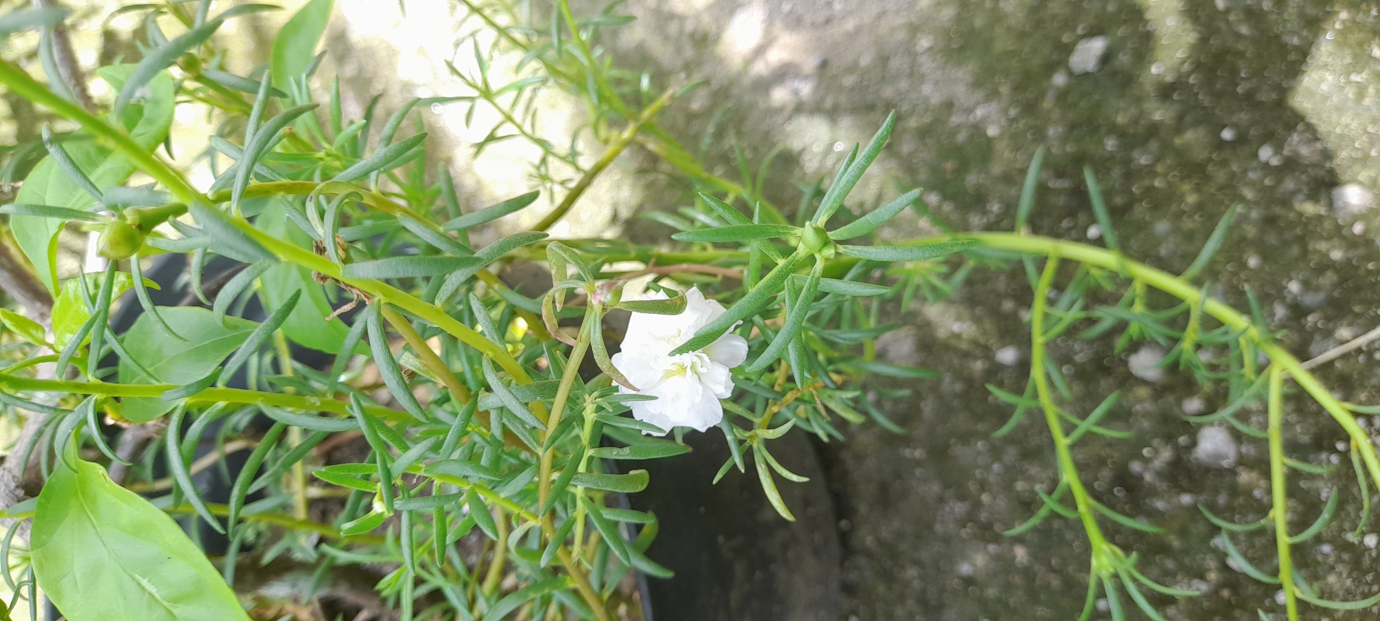 The image shows a close-up view of a plant with succulent, needle-like green leaves. A single white flower is visible amidst the foliage. The plant is in a black pot. The background features a mottled gray surface, possibly concrete. The location is Buketteukuh, Indonesia. No people, animals, or interactions are visible. The image is generally well-lit, suggesting an outdoor setting.