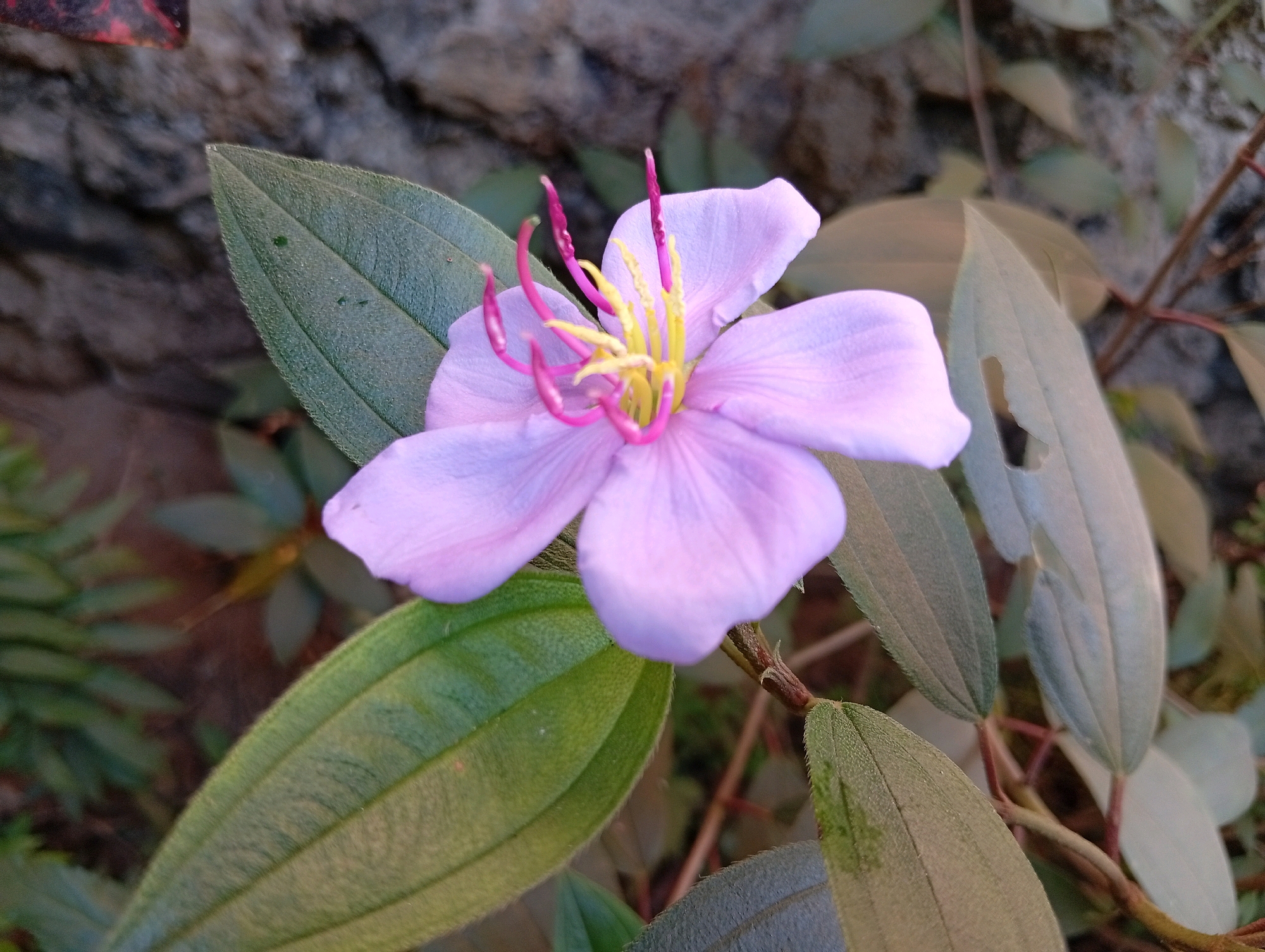 A close-up, slightly low-angle, eye-level, outdoor shot focuses on a single, delicate, light purple flower with prominent yellow stamens and pink pistils. The flower is positioned in the center-right of the frame, with its petals gently unfurling. Surrounding the flower are several large, green, oval-shaped leaves, some with visible veins and a slightly fuzzy texture. The background consists of a rough, textured, gray rock wall and other blurred green foliage, suggesting a natural or garden setting. The lighting appears to be natural daylight, creating soft shadows and highlighting the textures of the flower and leaves. The image does not contain any people or discernible actions. The scene is one of natural beauty and botanical detail. This photograph was taken in Plempukankembaran, Indonesia.