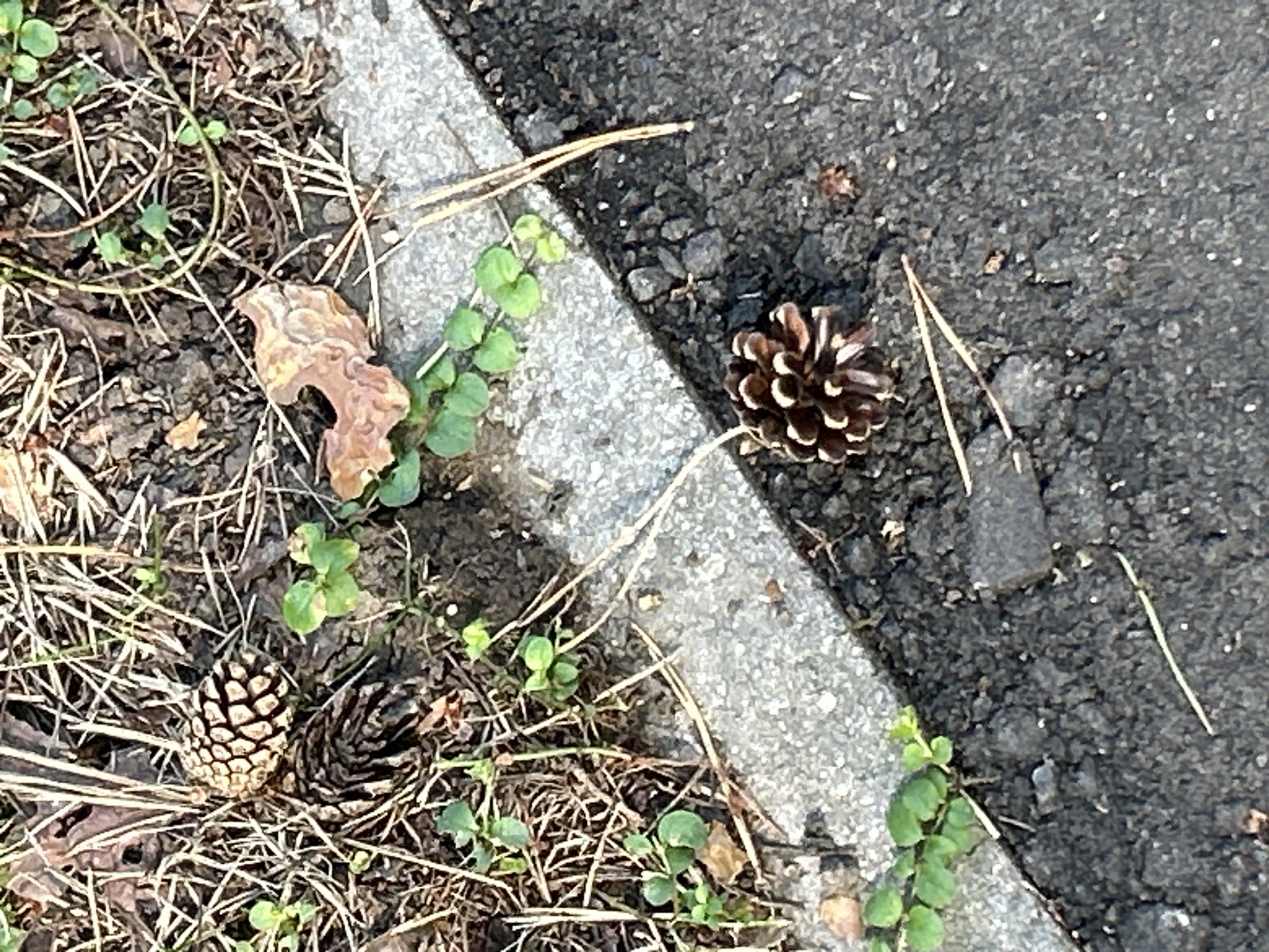 A close-up, ground-level shot captures pinecones amidst natural debris and pavement. In the upper left quadrant, two pinecones are nestled amongst dry grass and sparse green clover. A small, brown, curled leaf fragment rests nearby. The scene transitions to a grey concrete curb, separating the grassy area from dark asphalt. On the asphalt, a single, prominent pinecone lies in the lower right quadrant, its scales tightly closed. The overall environment suggests an outdoor setting, potentially a park or roadside in Zelenograd, Russia, where natural elements intermingle with urban infrastructure. No people or animals are visible.