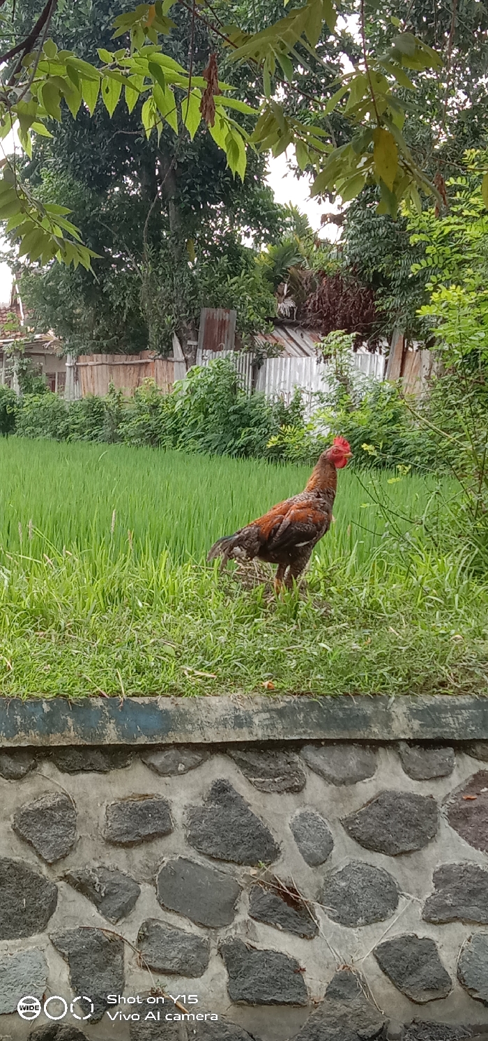 An outdoor scene captured in Maron Kulon, Indonesia, features a rooster standing prominently in the midground. The rooster, with a bright red comb and wattle, displays a mix of brown, black, and golden-brown feathers, and is positioned on a patch of green grass. To its right, and extending behind it, is a lush green rice paddy field.
The immediate foreground is dominated by a low stone wall, constructed from irregularly shaped gray stones mortared together, topped with a strip of concrete or painted material. Above the rice paddy, in the background, a residential area is visible, characterized by simple houses with wooden and corrugated metal fences and roofs, partially obscured by dense green foliage and various trees. Overhead, more tree branches with light green leaves are visible, with glimpses of a bright sky peeking through.
The lighting suggests it is daytime, possibly morning or late afternoon, with soft, diffused light and no harsh shadows. The environment appears verdant and tropical. In the bottom left corner of the image, two lines of text are visible: "Shot on Y15" and "Vivo AI camera".