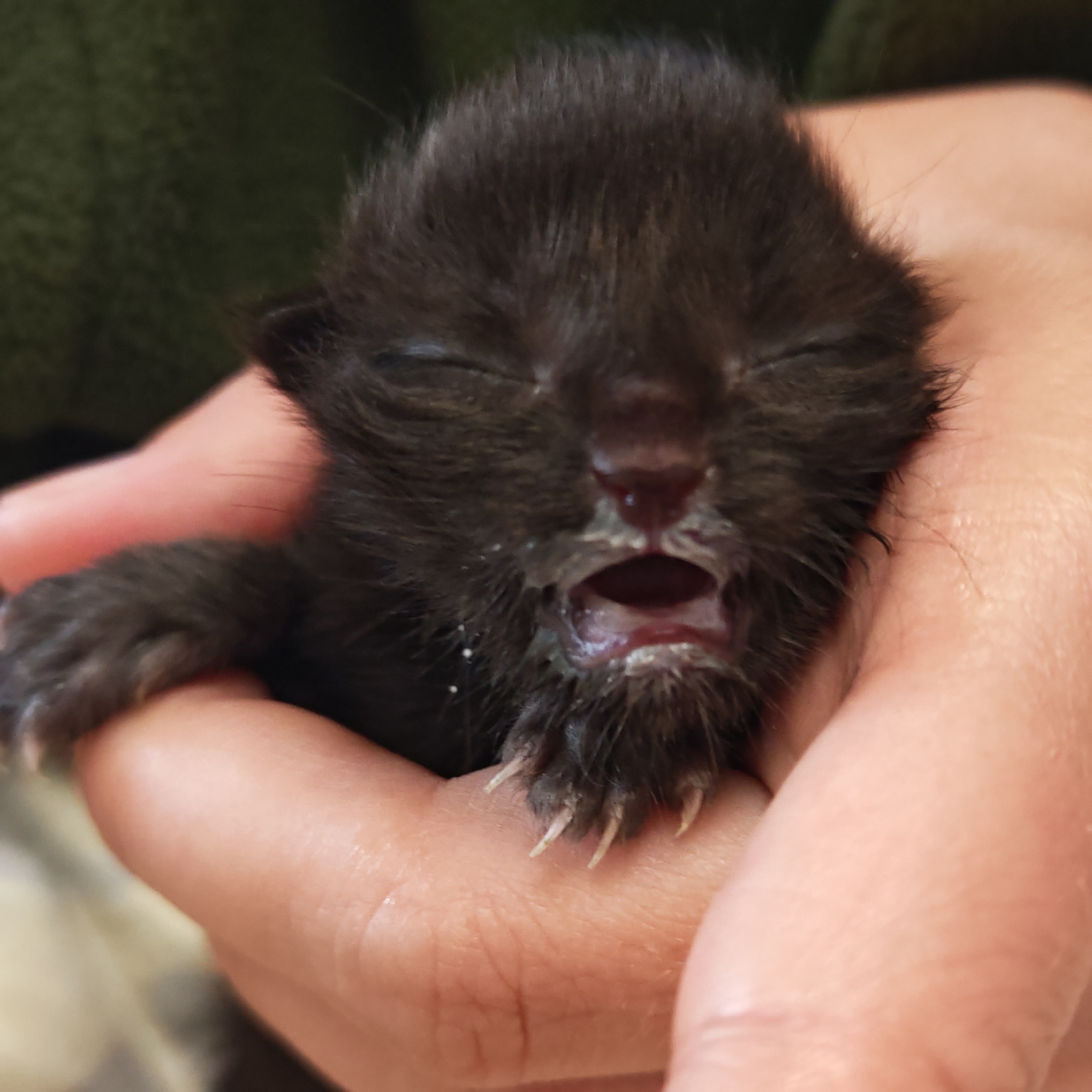 A very young, black kitten, appearing to be a newborn, is gently cradled in light-skinned human hands. The kitten's eyes are closed, and its mouth is slightly open, with visible white residue around its nose and mouth, suggesting it may have recently been fed milk. Its tiny, sharp claws are visible on one paw resting on a finger. The background is softly blurred, appearing to be a dark green fabric, indicating an indoor setting. The image conveys a sense of tender care for the vulnerable creature. There is no visible text. The photo was taken in городское поселение Щелкино, Ukraine.