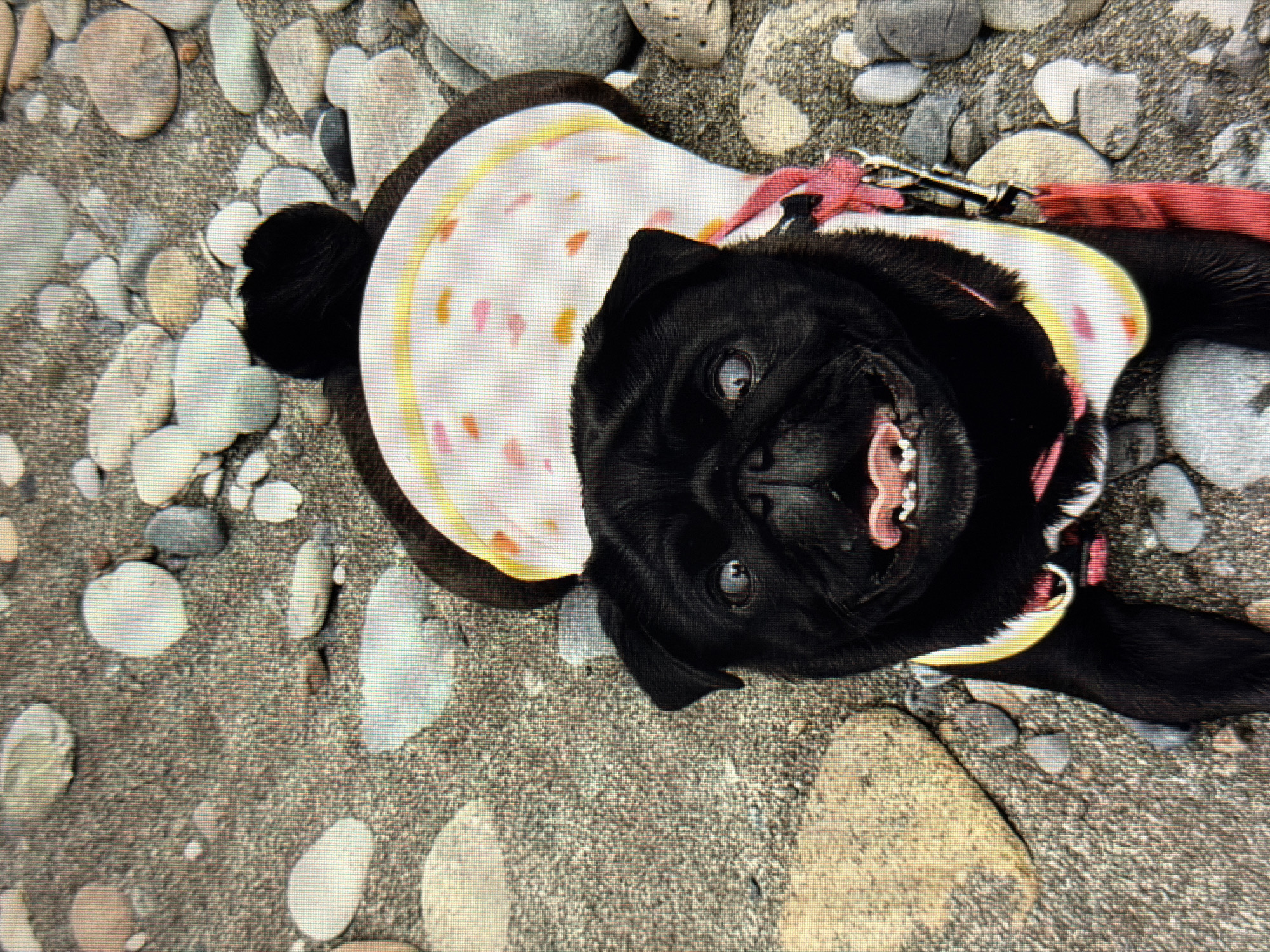 An overhead, close-up shot captures a black pug dog lying on a grey, pebble-strewn ground. The pug wears a white and pink polka-dotted shirt with yellow trim. Its mouth is open, revealing its tongue and teeth, and its eyes are wide and looking up at the camera. The dog is wearing a red leash. The environment appears to be a beach or a path covered in small, smooth stones of various colors.
