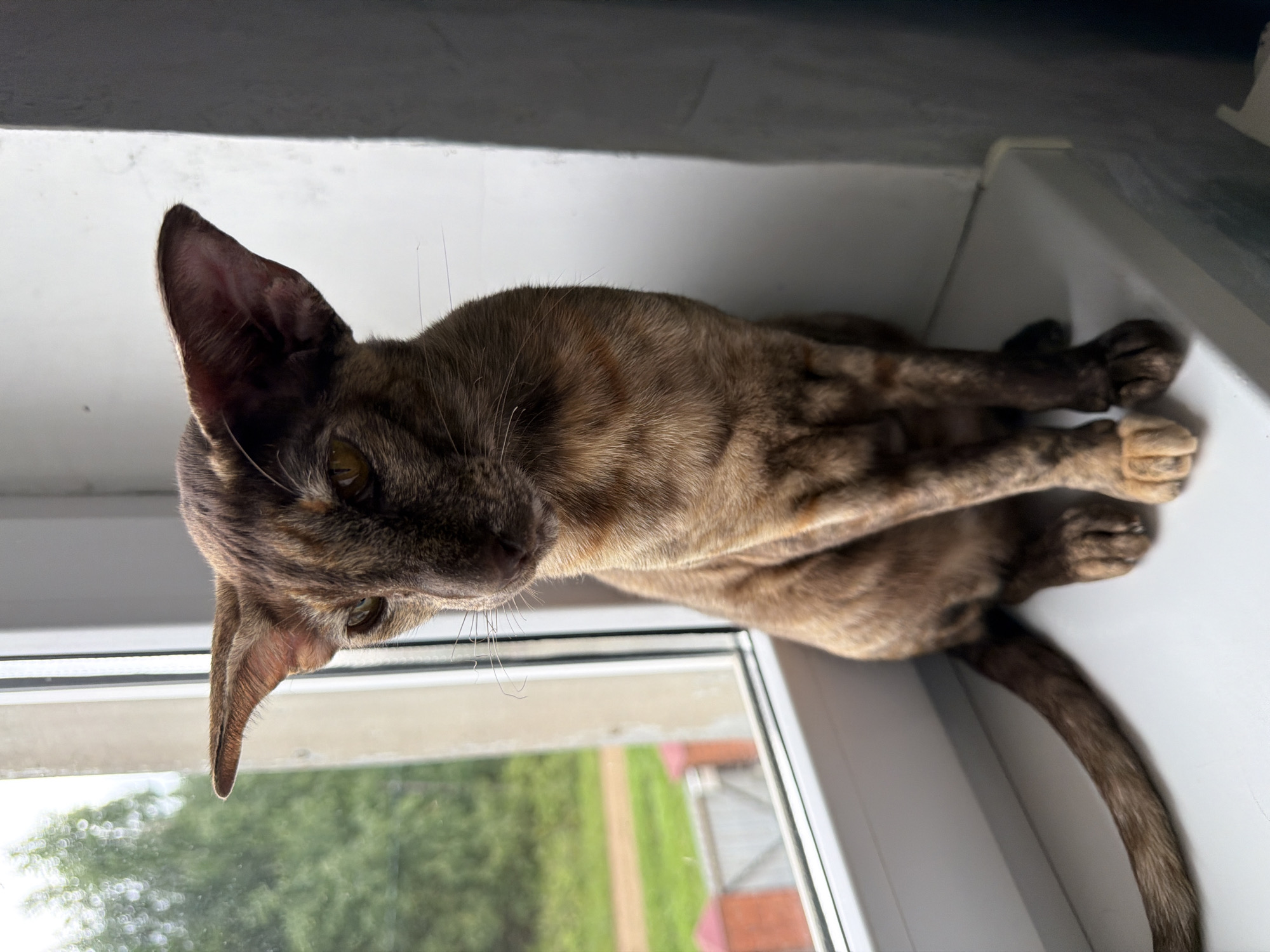 A tortoiseshell oriental cat with large ears sits on a white windowsill in front of a window. The cat is looking down and to its left. The window shows a blurred background of green trees and a dirt path. The windowsill is white and extends to the right where a gray wall is visible. The cat's tail is extended to its left.