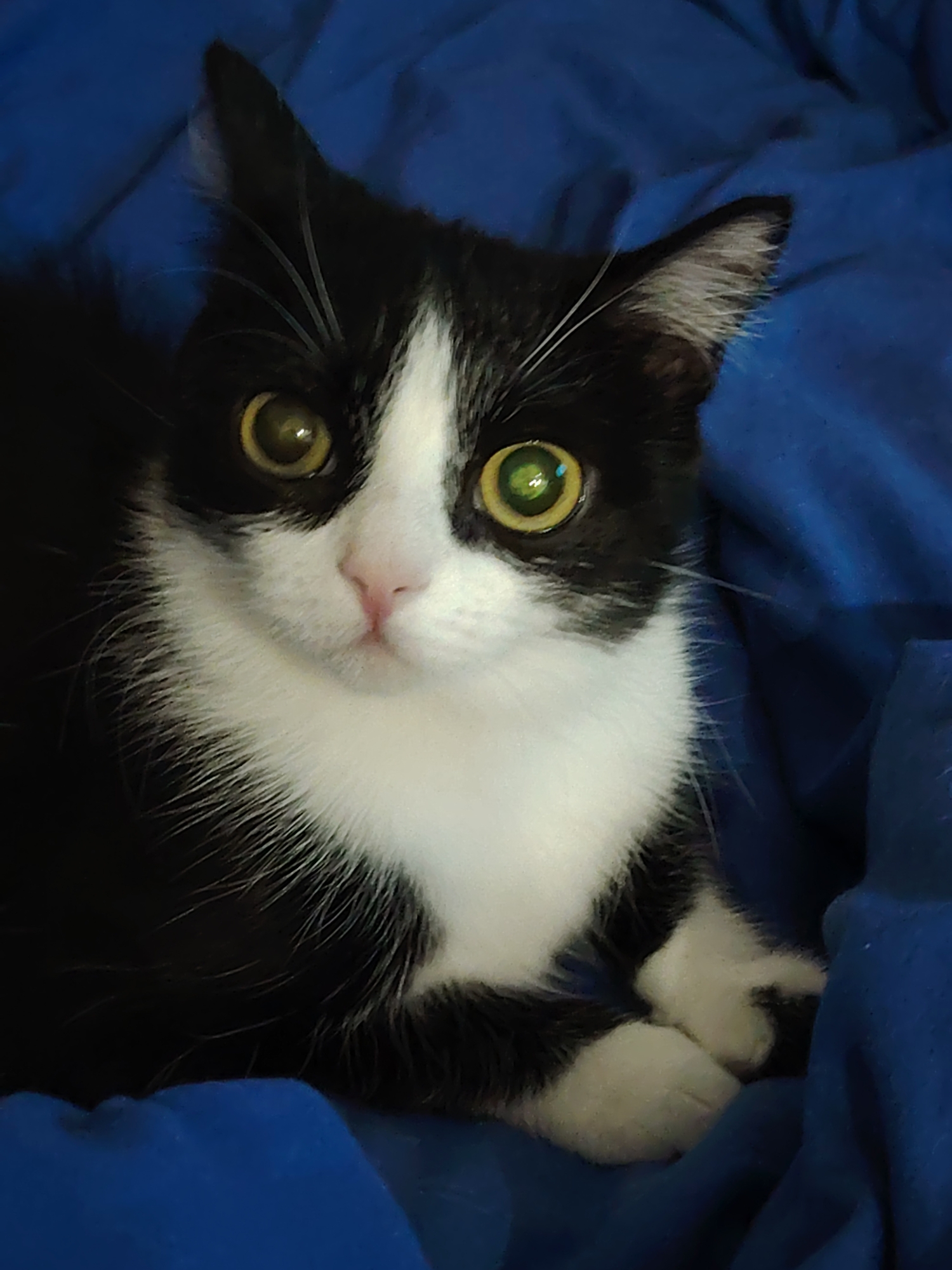 A black and white cat with yellow eyes is lying on a blue blanket. The cat is facing the camera with its head tilted slightly to the left. Its paws are crossed.
