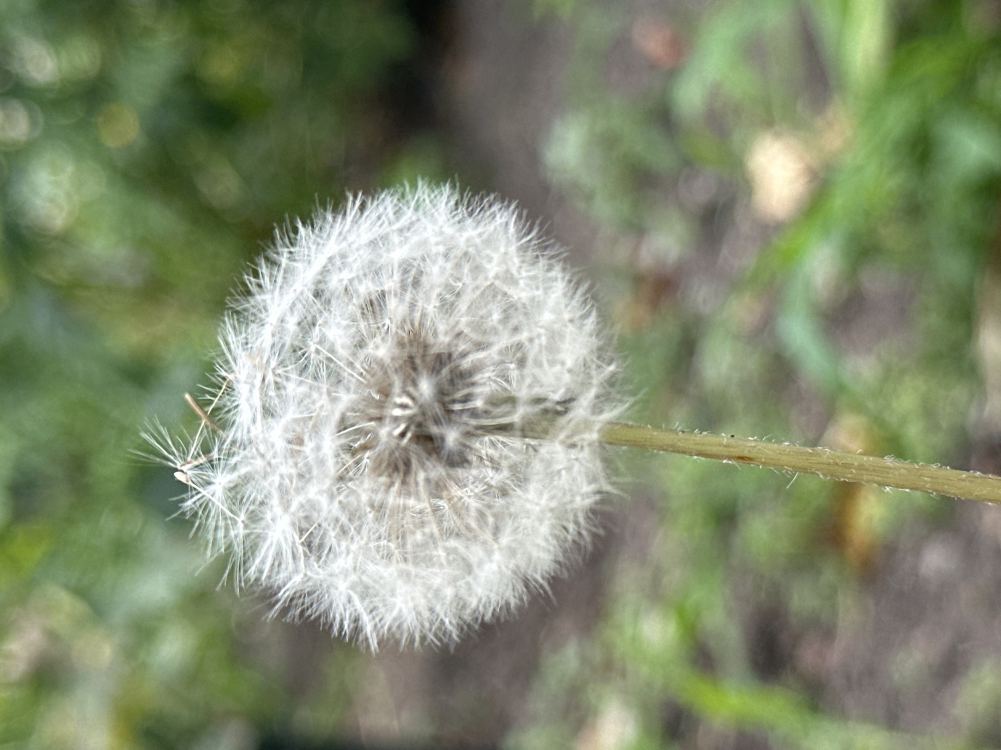 A dandelion seed head is the central subject of the image, positioned in the foreground. It is a fluffy, white sphere composed of numerous delicate seeds attached to thin stalks. Some of the seeds have detached and are floating. The dandelion stem, which is yellow-green and slightly fuzzy, is visible below the seed head. The background is out of focus, with soft green foliage and patches of brown earth, suggesting an outdoor, natural setting. The lighting appears to be natural daylight. This image was captured in the city of Yessentuki, Russia.