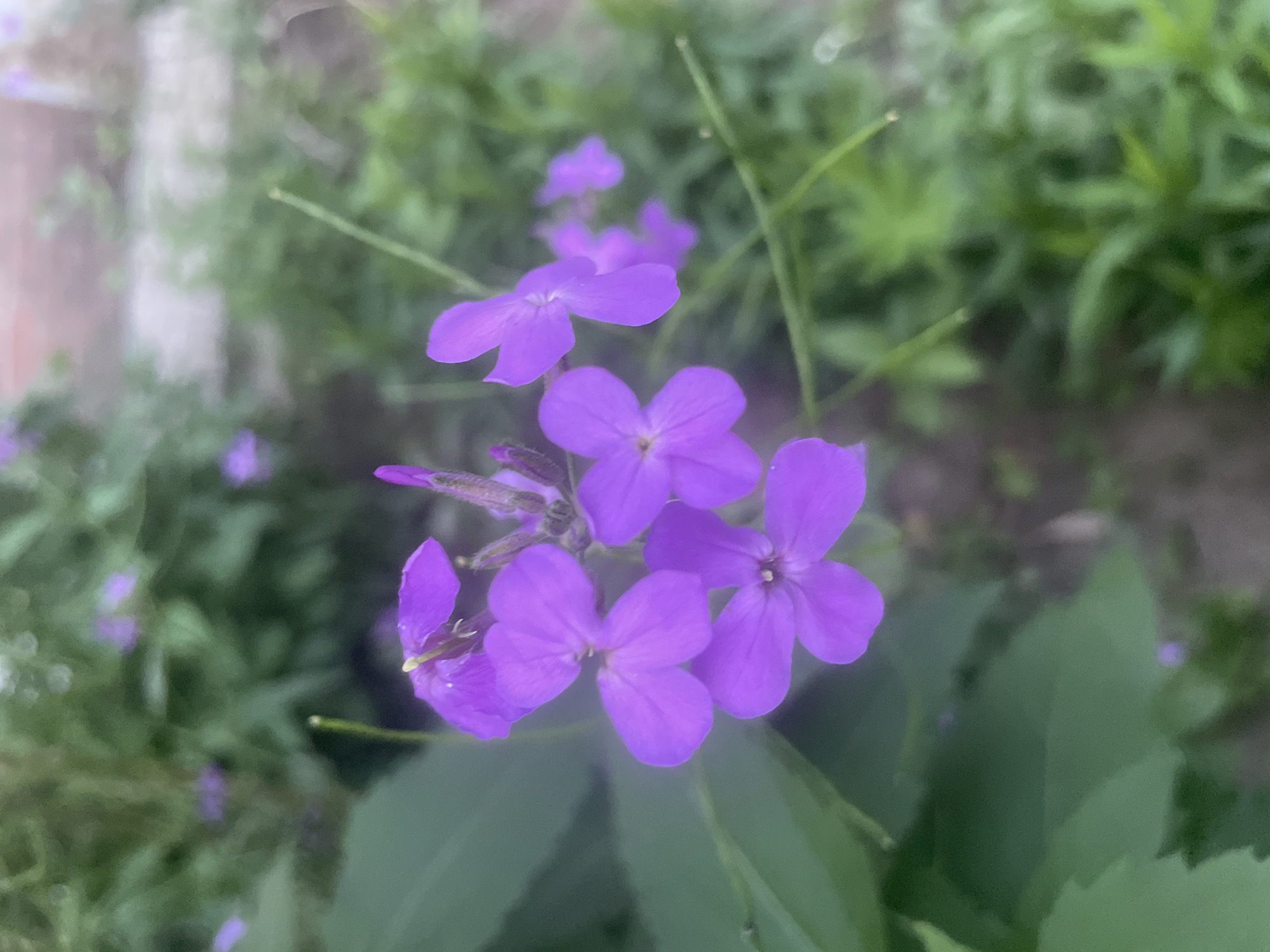 A cluster of four purple flowers with delicate petals is in focus in the foreground. The flowers are arranged on thin green stems. Behind the main cluster, several more purple flowers are visible, some in focus and others blurred. Large, dark green leaves fill the left side of the frame, partially obscuring the flowers. The background is a blur of green foliage and a hint of a light-colored, rough surface, possibly a wall or building. The scene appears to be an outdoor garden or natural setting. The image does not contain any people or indicate a specific location within a city.