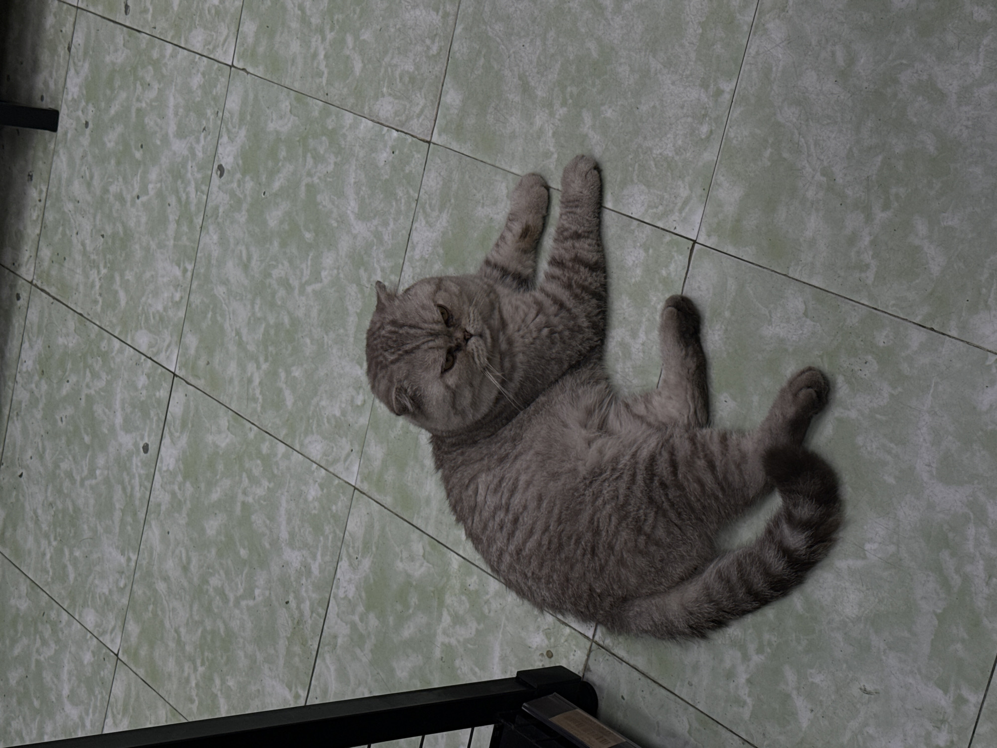 A gray, tabby Scottish Fold cat is lying on a tiled floor, possibly in a residence in the city of Bac Nha Trang Ward, Vietnam. The tiles are square and have a mottled green and white pattern. A portion of a black metal object, possibly furniture, is visible at the bottom left and bottom of the frame. The cat is lying on its back with its paws in the air.