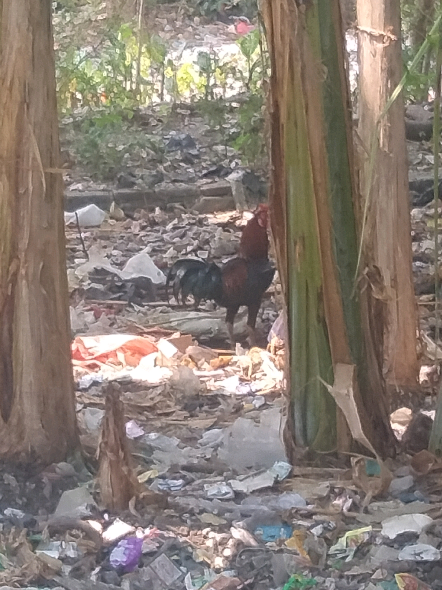 In Suka Sari, Indonesia, a rooster stands amongst debris. The rooster is black and red with a red comb. It is situated in a cluttered outdoor environment with trees and scattered trash. The trash includes plastic bags and other discarded items. The ground is covered in leaves and debris. The lighting suggests it is daytime.