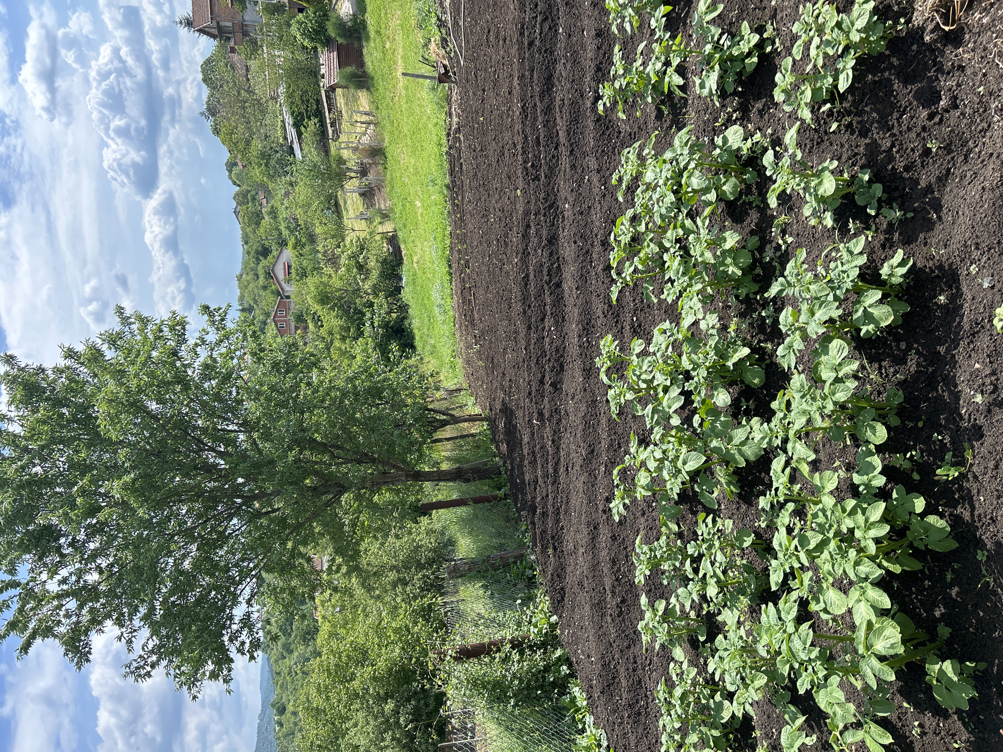 The image shows a garden in what appears to be a rural area, possibly near the town of Krushevets, Bulgaria, given the prompt. The foreground features rows of cultivated soil, with potato plants growing in the rightmost row. The soil is dark and appears freshly tilled. To the left of the cultivated rows is a grassy area with several trees, including a large leafy tree in the foreground. A fence separates the garden from the grassy area. Beyond the garden, the landscape slopes upward, showing houses and other structures nestled among the trees on the hillside. The sky is visible with scattered clouds. No people are directly visible in the image. The focus is on the cultivated land and surrounding rural environment.