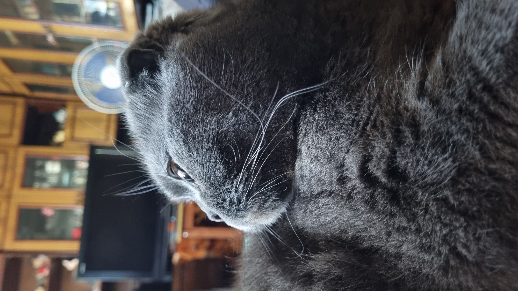 A close-up, profile view of a grey Scottish Fold cat is captured indoors. The cat's head is turned to the left, with its ear folded forward. Its eye is open, and its long white whiskers are visible. The background is blurred, showing what appears to be a living room with wooden cabinets, a television set, and a fan. The image does not provide any information about the city of Vysokoe, Russia.