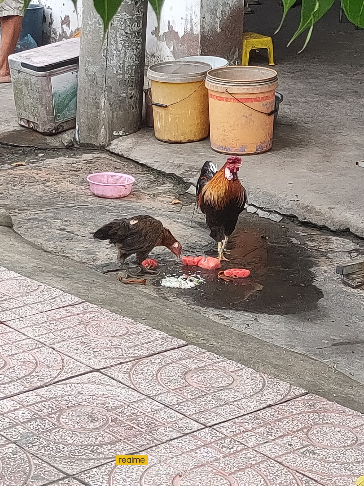 The image depicts an outdoor scene in Phu Thuy Ward, Vietnam. Two chickens, a rooster and a hen, are foraging on the ground, which appears to be wet and possibly has puddles. The rooster, with its distinctive reddish-brown and black plumage and red comb, stands prominently, looking towards the viewer. The hen, darker in color, is bent down, pecking at food scattered on the ground.
In the background, several objects are visible. To the left, a large, gray, rectangular cooler box sits next to a textured, cylindrical pillar. Further back, two large, yellow buckets are placed on the ground, with one appearing slightly more orange in color. A small, yellow stool is also visible behind the buckets. A pink, shallow basket is placed on the ground in front of the chickens. The ground is a mix of concrete and tiled surfaces.
The lighting suggests it might be daytime, possibly overcast or late afternoon, as there are no strong shadows. The presence of wet ground could indicate recent rain or a watering event. The overall scene suggests a casual, possibly rural or semi-urban setting, common in many parts of Vietnam.
There is visible text in the lower right corner of the image: "realme" in a yellow rectangle, and some smaller, less legible text below it.