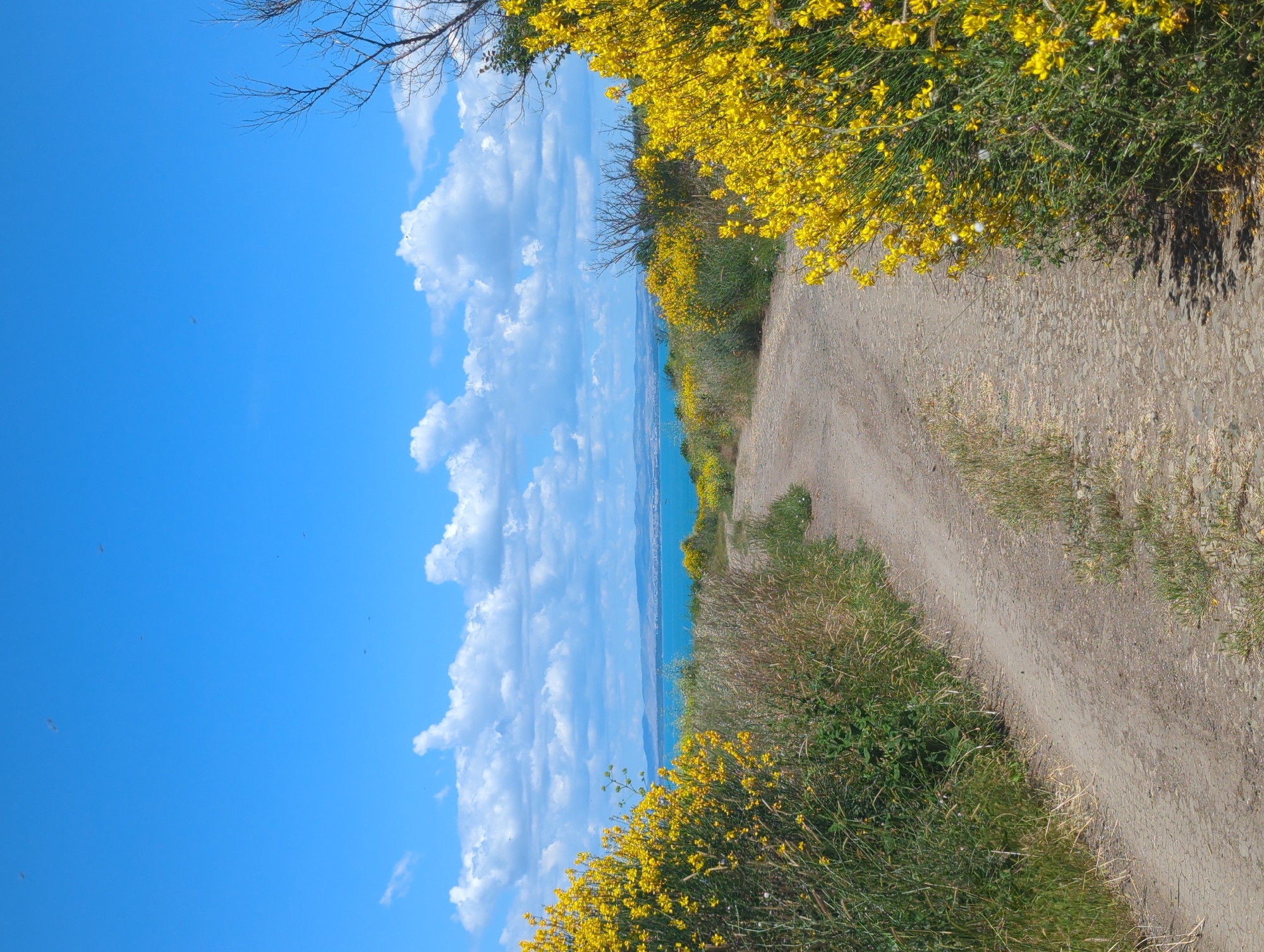 An eye-level, vertical, medium shot captures a dirt path winding through a landscape dotted with vibrant yellow broom flowers and tall grasses under a bright blue sky with scattered white clouds. The path, composed of gravel and dirt, curves gently into the distance, flanked by lush green vegetation and abundant yellow blooms on the left and right. In the background, a calm expanse of turquoise water is visible, with a faint, hazy landmass on the horizon. The sky above is a brilliant blue, populated by puffy white clouds and a few distant, tiny birds or insects. The overall scene depicts a natural, possibly coastal or lakeside, environment on a clear day.
