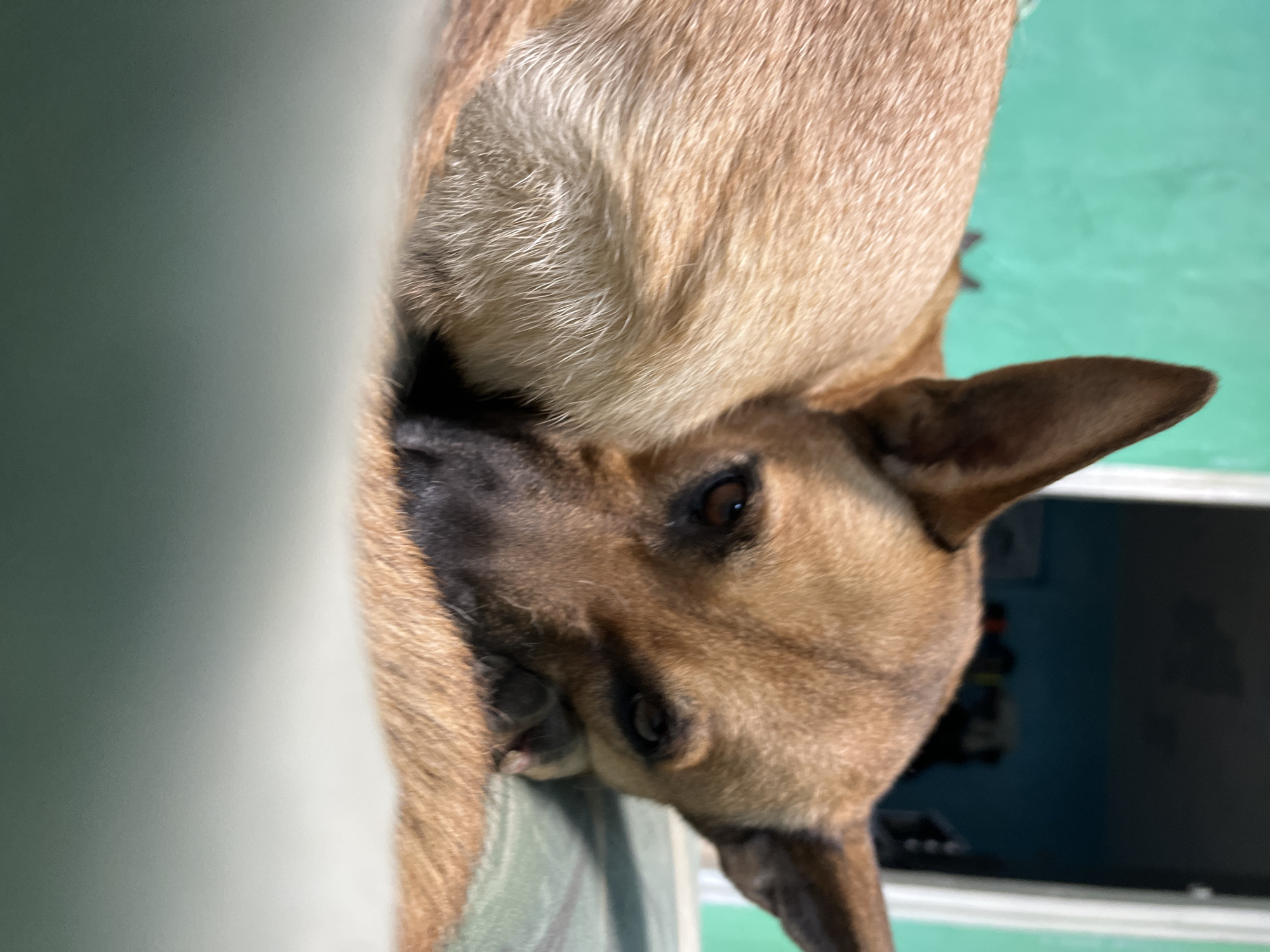 A close-up, eye-level, indoor shot shows a tan-colored dog with pointed ears lying down on a textured green surface, possibly a bed or sofa. The dog's head is turned towards the camera, with its muzzle resting on its paw. Its eyes are open, looking towards the viewer. The background features a teal-colored wall and a doorway with a dark interior, suggesting a residential setting. The lighting is artificial and soft, creating a warm and relaxed atmosphere. There is no visible indication of the city of Nizhny Tagil, Russia, or any specific urban location.