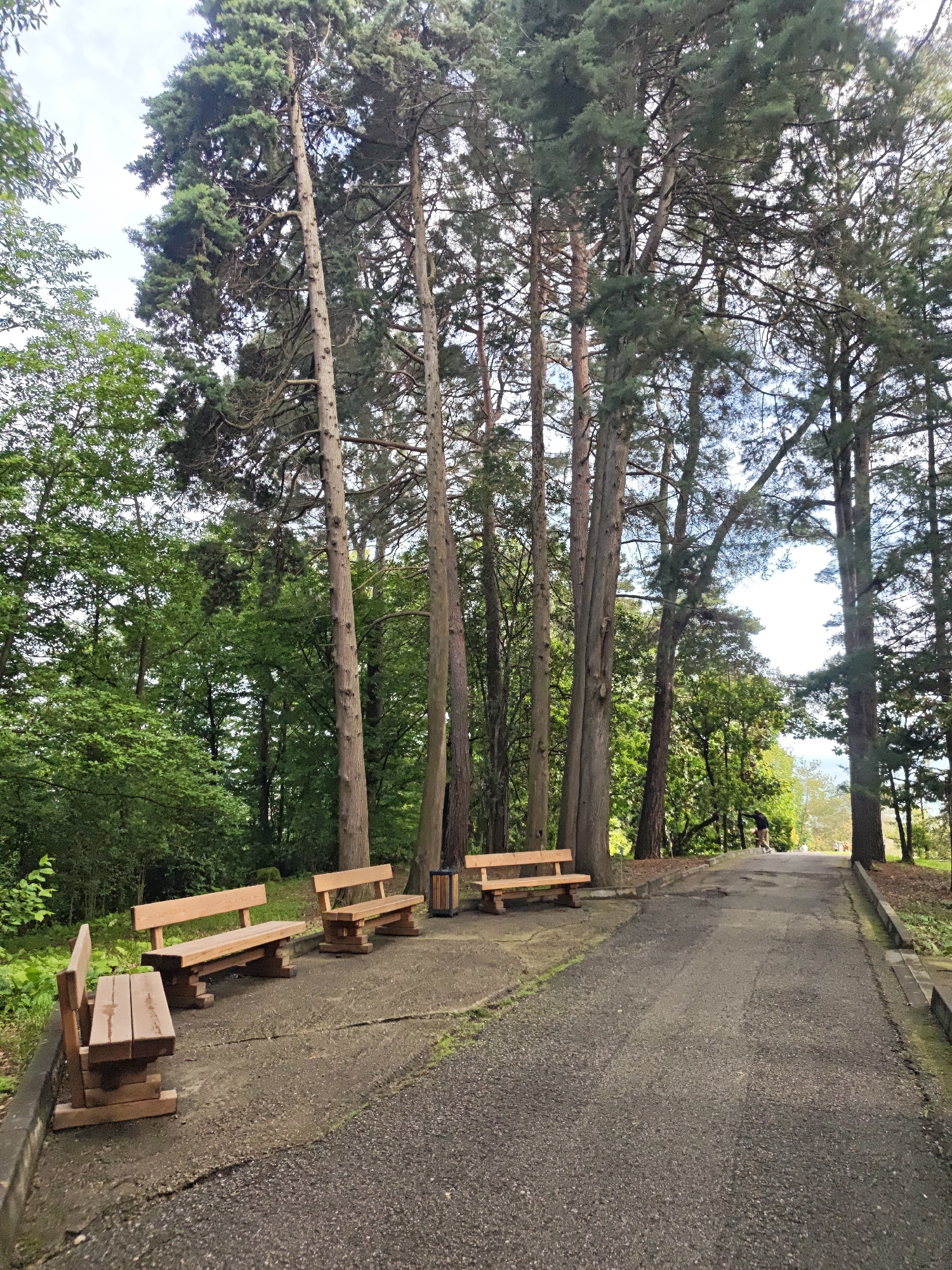The image depicts a park scene in Sochi, Russia. The foreground features a series of four wooden benches positioned on a concrete platform, with a trash can placed behind one of them. To the left, lush green trees form a dense canopy. The benches overlook a paved pathway that stretches into the distance, where a person is visible walking. Tall, mature trees line the pathway, casting shadows and contributing to the park-like atmosphere. The sky is partly cloudy.