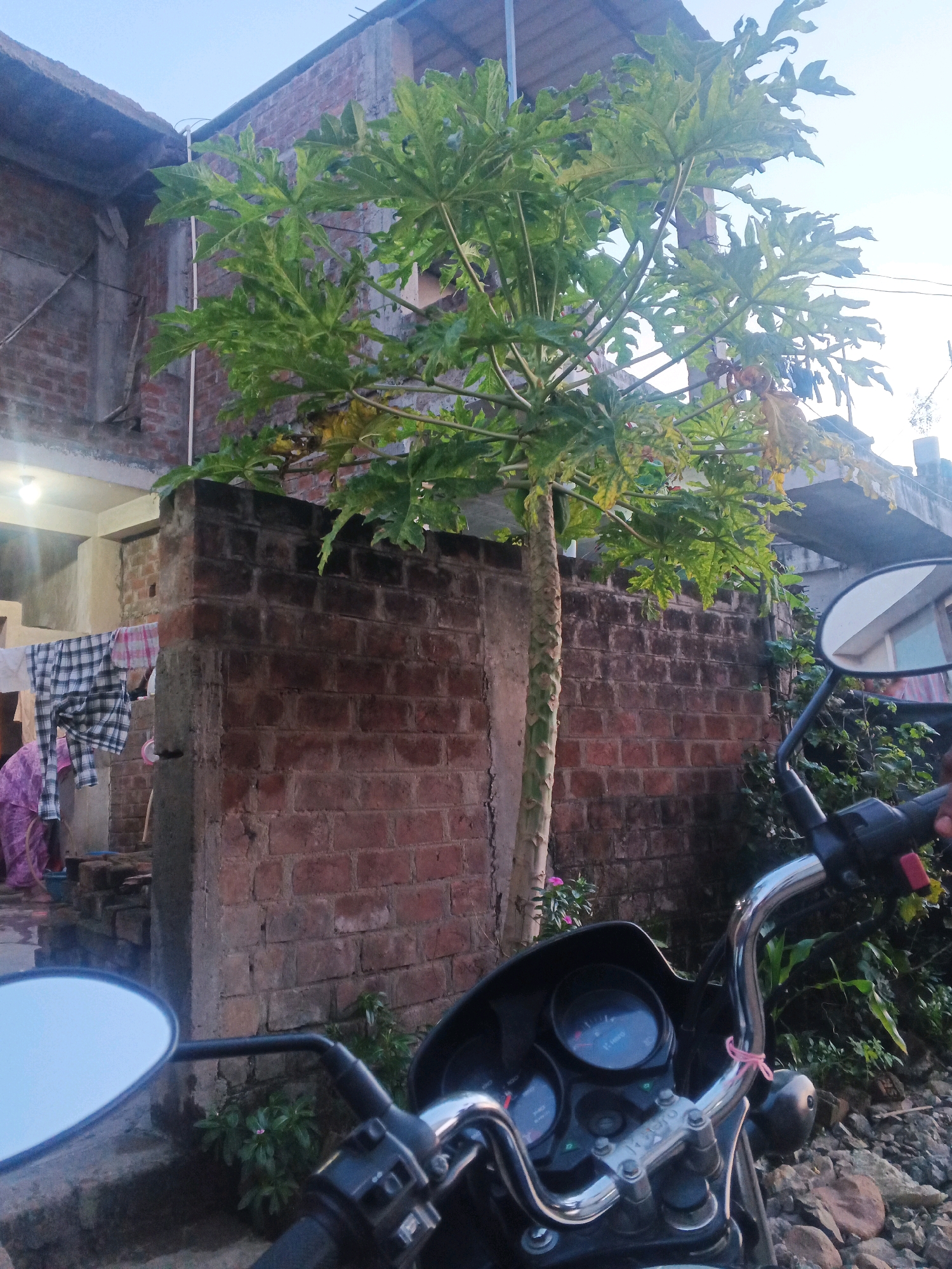 The image depicts an outdoor scene, likely in the city of Rajoda, India, characterized by a brick wall and a papaya tree. In the foreground, a motorcycle is partially visible, with its handlebars and dashboard in focus. The handlebars are chrome and appear to have a pink string tied to them. Behind the motorcycle, a tall papaya tree stands prominently, its large, palmate leaves reaching towards the sky. The tree trunk shows a rough, textured surface.
To the left of the tree, a brick wall is a significant element of the scene. Clothes, including a checkered shirt and a pink garment, are hanging on a clothesline in front of the wall. A part of a building with exposed brickwork and concrete elements is visible behind the tree and wall. The sky above is a pale blue, indicating either early morning or late evening. The ground is covered with rocks and some greenery. A small pink flower is visible near the base of the papaya tree. The overall impression is that of a residential or semi-urban environment.
