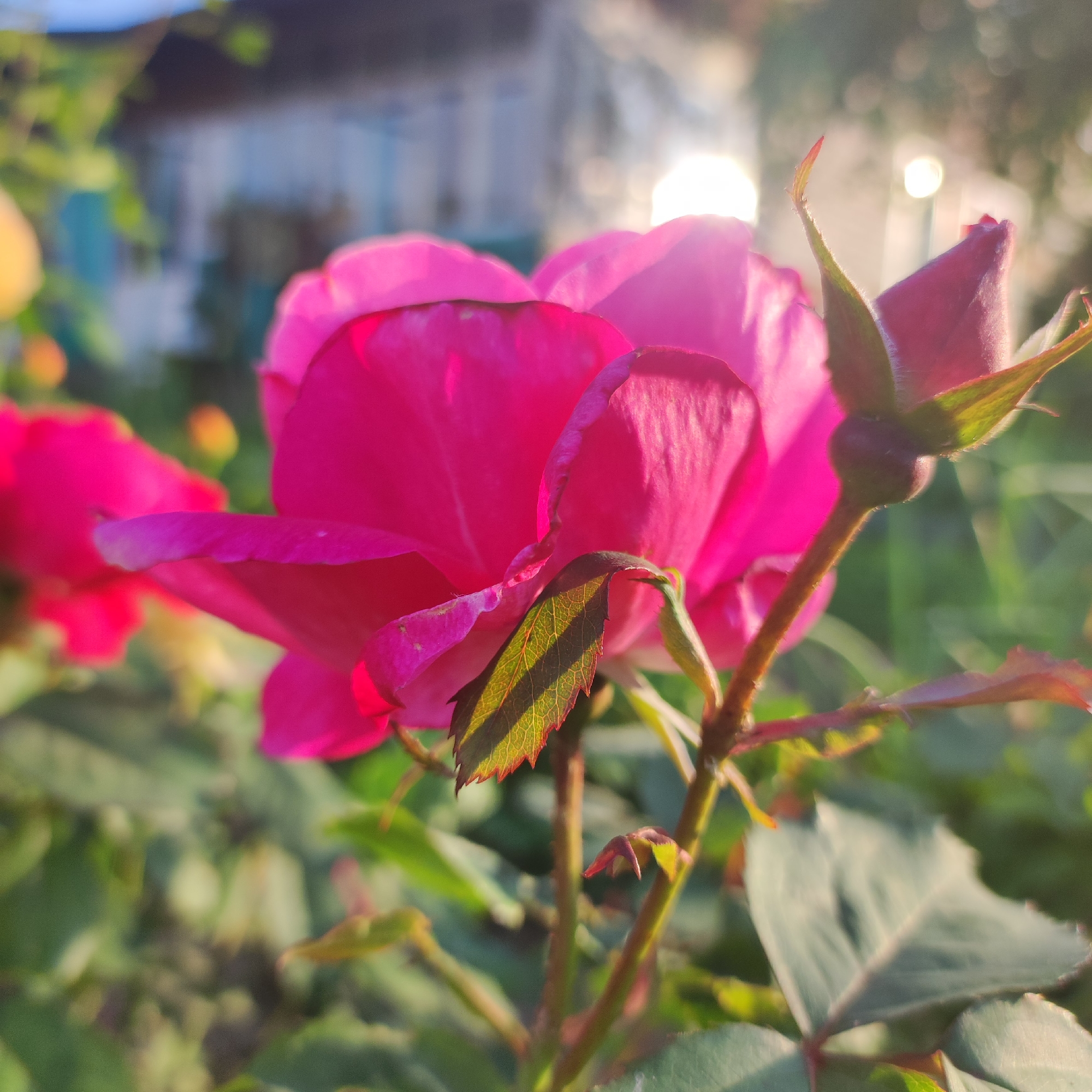 The image shows a close-up view of a pink rose in a garden. The rose is in full bloom and its petals are unfurling. A rosebud is visible to the right of the main bloom. Several green leaves are also present, with sunlight filtering through them and casting shadows. In the background, a building with a blue trim is blurred, suggesting it is some distance away. The overall lighting suggests it is either early morning or late afternoon. The scene depicts a natural outdoor environment, likely a residential garden. There are no people visible in the image. The location is identified as Navoloki, Russia.