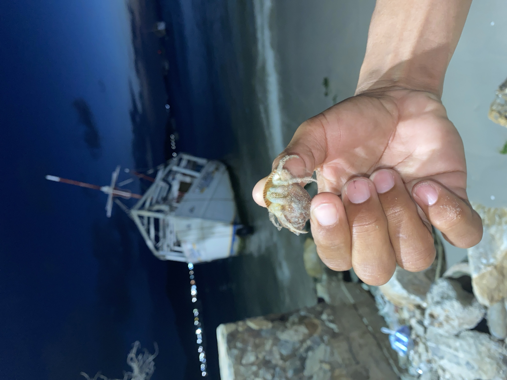 A person's hand holds a hermit crab in its shell, possibly on a dock or beach. In the background, out of focus, is a small boat anchored in the dark water of the bay. The lighting suggests it is either dusk or night, with some artificial lights visible along the shoreline. The environment suggests the coast of the city of Juan Griego, Venezuela.