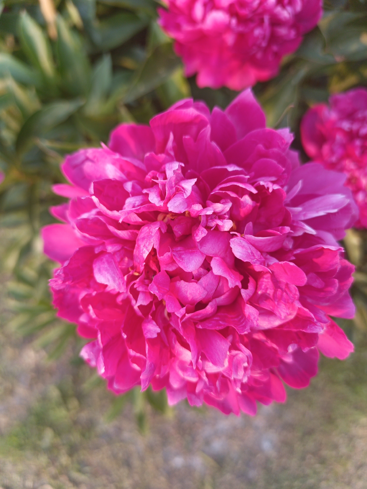 A close-up, top-down view of a vibrant pink peony flower is presented. The flower is fully bloomed, with layers of ruffled petals creating a dense, textured center. The background is softly blurred, showing green foliage and hints of a light-colored, textured ground, suggesting an outdoor garden setting. The image appears to be taken in Kalachevo, Russia, based on the prompt's context.