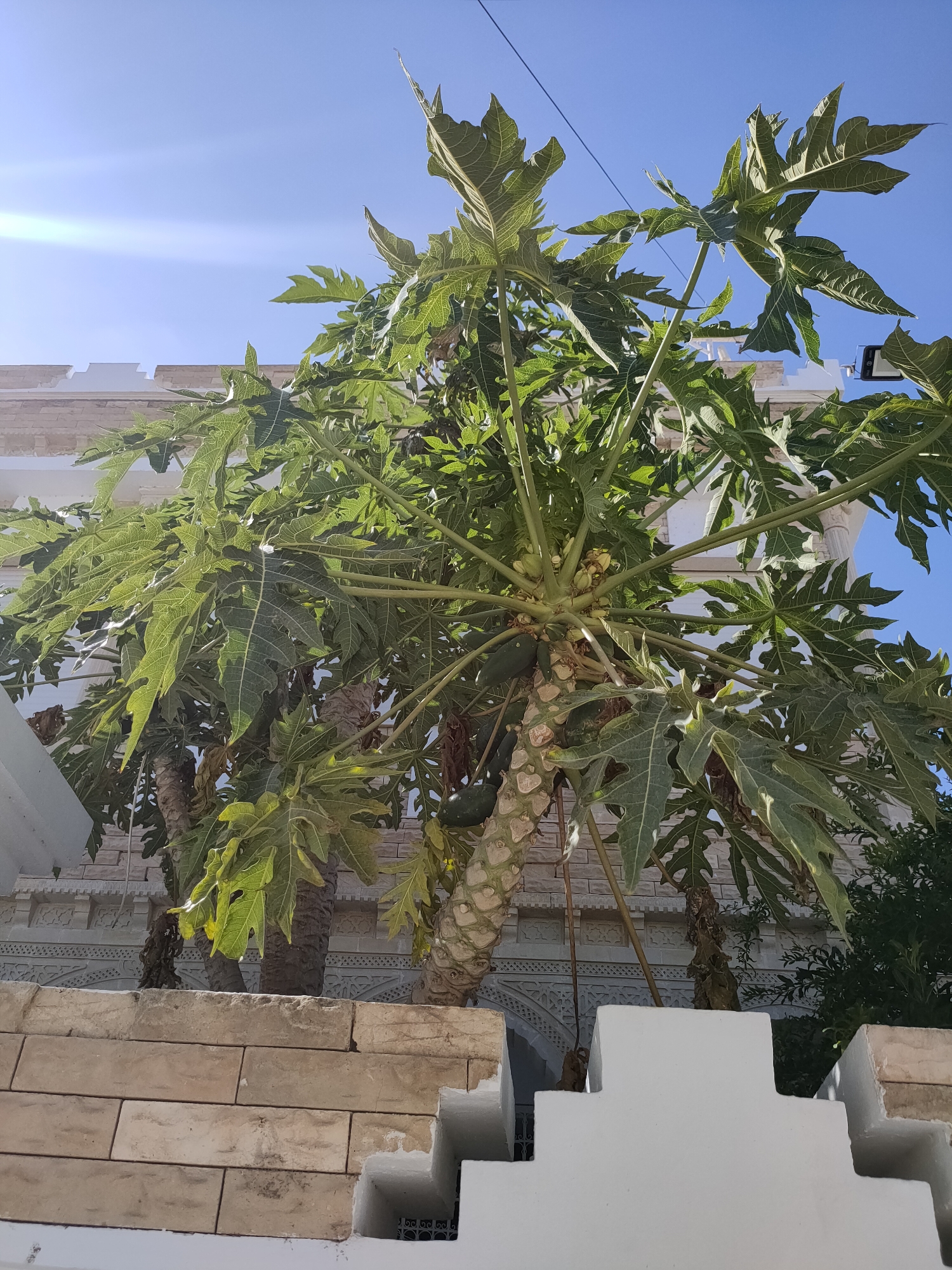 A low-angle medium shot captures a papaya tree with visible green fruit, set against a bright blue sky. The tree's trunk is thick and textured, with large, palmate leaves reaching upwards and outwards. In the background, a white building with decorative stonework and intricate carved details is partially visible. In the foreground, a low, white wall with stepped architectural features and rough, beige brickwork forms a boundary. Sunlight creates a lens flare in the upper left corner of the image. The scene appears to be an outdoor setting in a city.