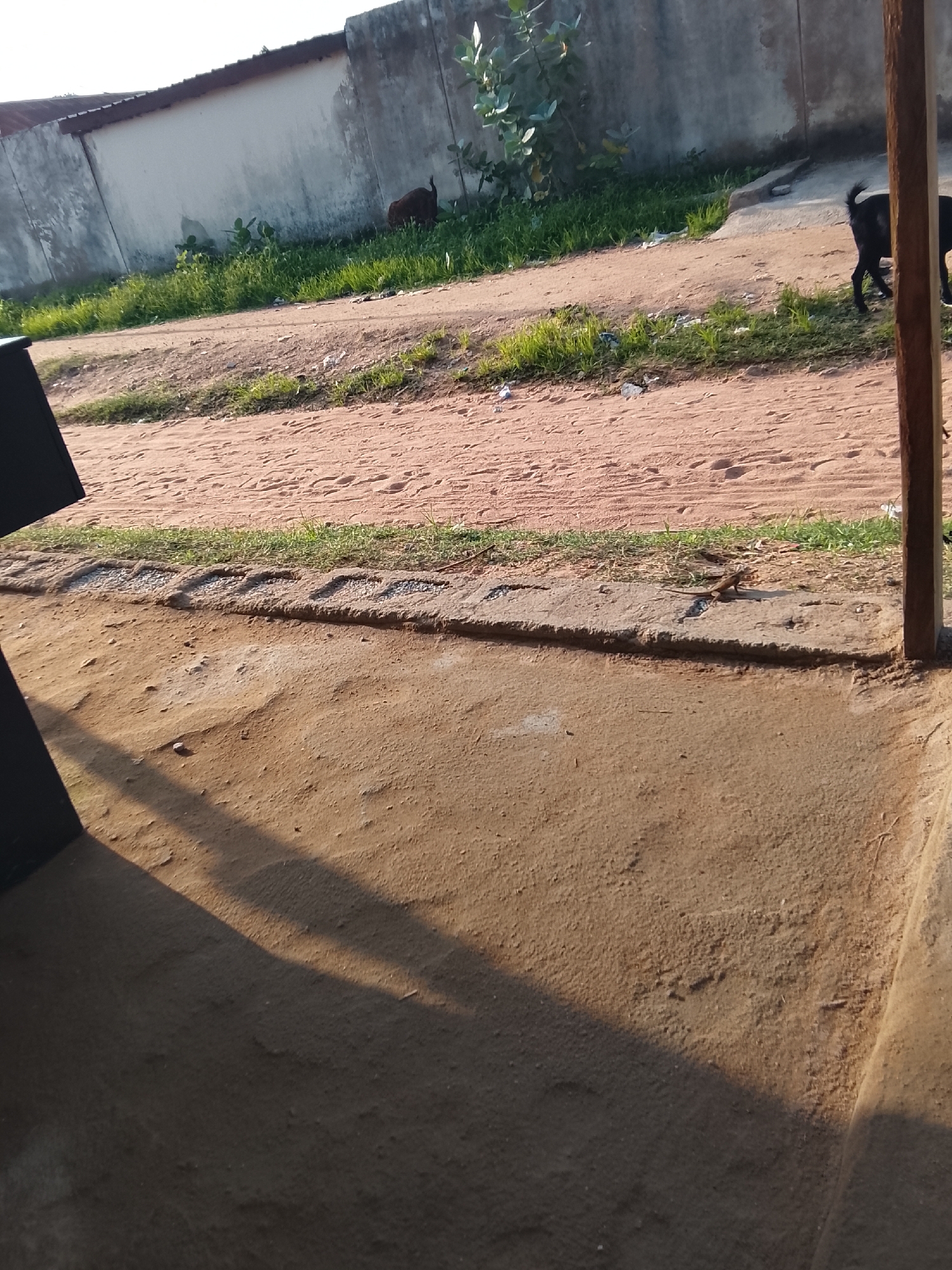 The image depicts an outdoor scene in Jalingo, Nigeria, likely during the daytime. The foreground is dominated by a sandy, dirt-covered surface, with a distinct shadow cast across it from an unseen object. In the midground, a dirt road or path stretches horizontally, bordered by patches of green grass and some scattered debris.
Further back, a low, light-colored concrete wall runs along the edge of the scene. Behind the wall, vegetation and a building with a dark, corrugated roof are visible. Two dogs are present in the image: one, a dark-colored dog, is walking on the dirt path in the midground towards the right side of the frame. Another darker dog is partially visible near the wall in the background, seemingly grazing on grass. A small lizard is also visible on a concrete slab in the midground.
The overall impression is one of a simple, everyday environment, possibly a residential or semi-rural area. The lighting suggests it is either morning or late afternoon, with the sun casting long shadows. There are no people visible in the frame. No text is discernible in the image.