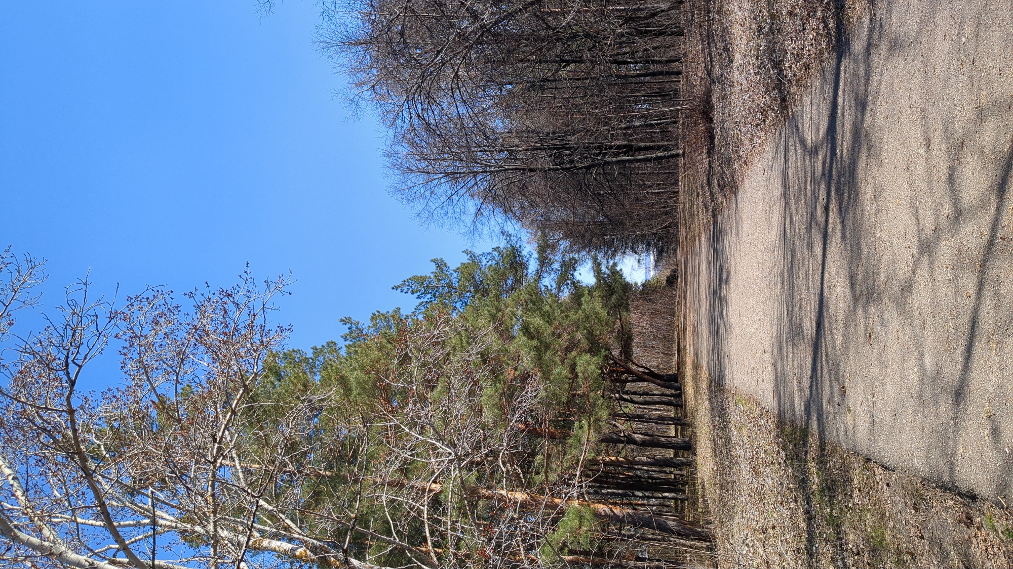 The image depicts a gravel path in a wooded area under a clear blue sky. On one side of the path, a mix of deciduous trees with bare branches and evergreen trees line the path, while the other side is bordered by dense, leafless trees. Sunlight creates shadows on the gravel path. The image location is unspecified and unidentifiable as being in the city of Ulyanovsk, Russia. No people, actions, or interactions are visible.