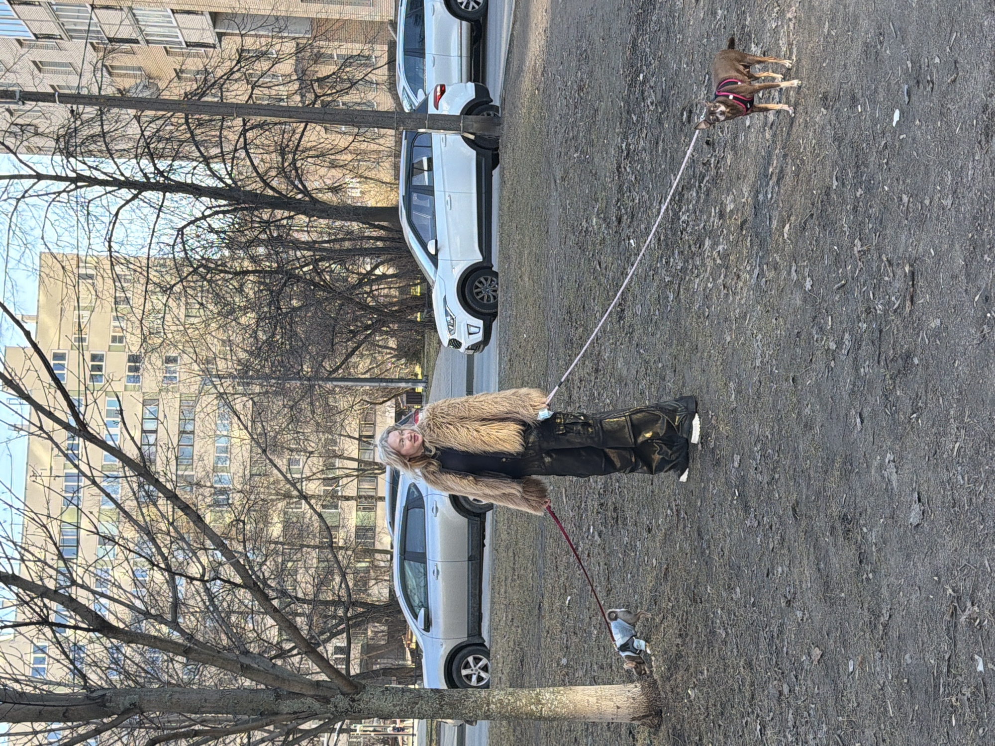 In a public park setting, the image shows a person, likely female, walking two dogs. The person is wearing a fur-like coat and dark pants. One dog is a small, brown breed with a harness, walking on a long leash. The second dog is a smaller breed wearing a blue coat, and walking on a short leash. The location appears to be in an urban setting with apartment buildings and bare trees in the background, consistent with the architecture found in Saint Petersburg, Russia. Several cars are parked in the background. The ground cover is brown and appears to be dry, possibly indicating an early spring or late autumn season.