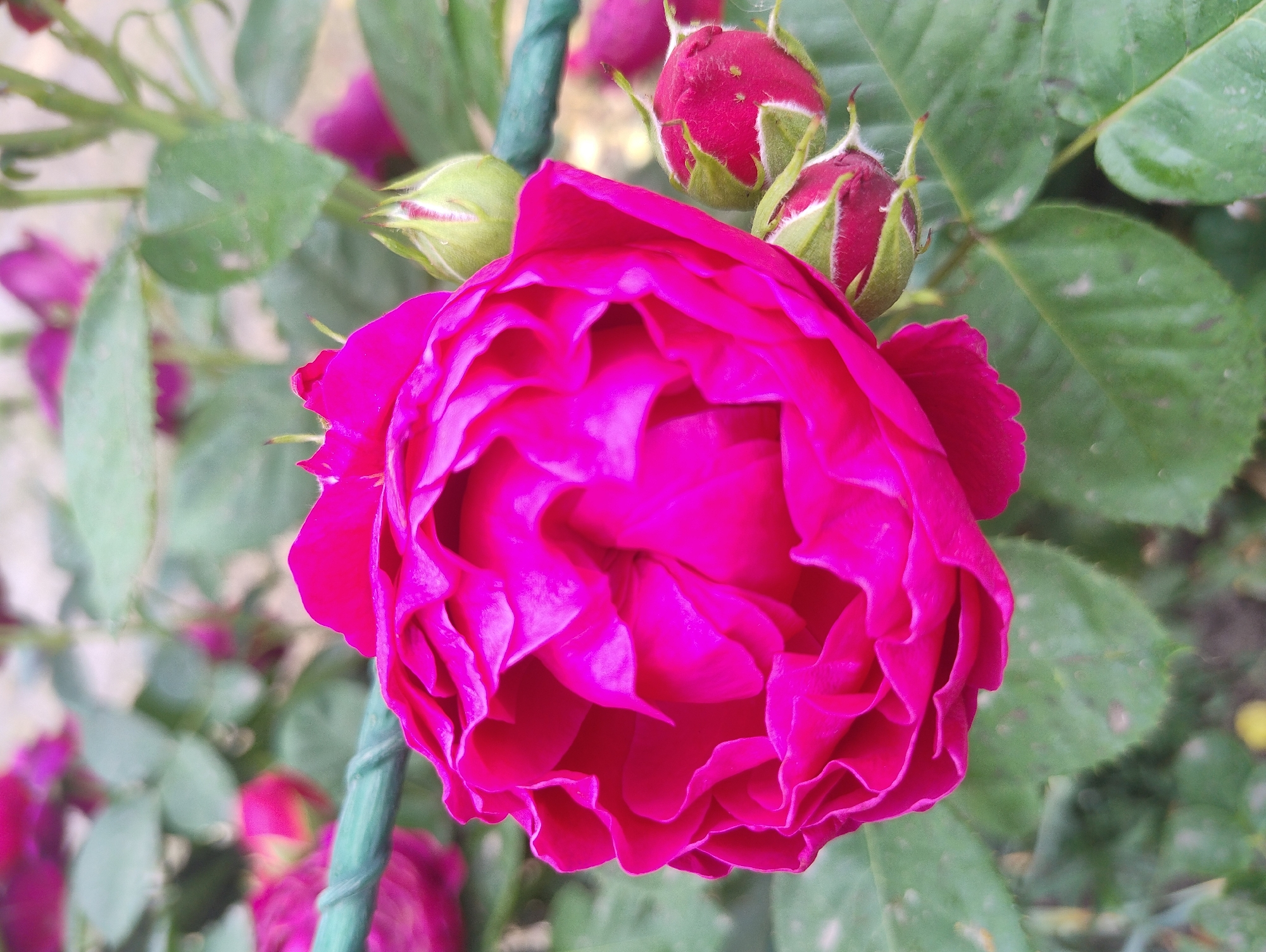 A close-up, slightly angled, outdoor shot focuses on a vibrant fuchsia rose in full bloom, positioned slightly to the left of the frame's center. The rose is richly textured with tightly packed, ruffled petals that create a sense of depth and fullness. To the right of the main bloom, three rosebuds are visible. The uppermost bud is pale green with hints of pink at its tip, while the two lower buds are a deeper red, encased in green sepals that are slightly fuzzy.
Surrounding the roses are numerous green leaves, some in sharp focus, others blurred in the background, suggesting a garden setting. The leaves exhibit a variety of shapes and sizes, with some showing faint speckles or blemishes. A thin, coiled green garden stake or tie runs horizontally across the upper left portion of the image, partially obscuring some of the background foliage and a few out-of-focus pink blooms. The lighting appears natural and diffused, casting soft shadows and highlighting the rich colors of the flowers and foliage. The overall impression is one of abundant growth and natural beauty.