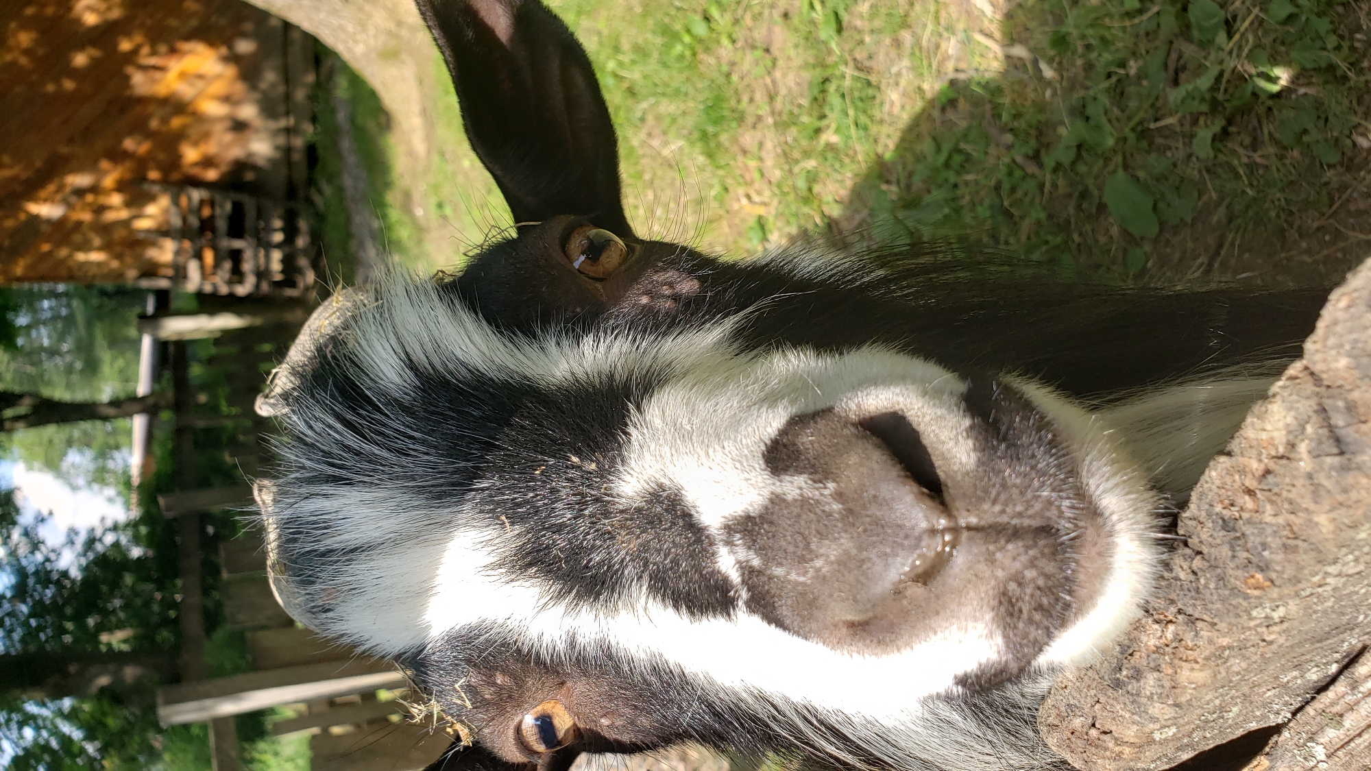 A close-up, eye-level, outdoor shot captures the head of a black and white goat. The goat's face is the primary subject, with its large, dark nose prominent in the foreground, slightly out of focus due to the shallow depth of field. The goat's eyes, a warm brown, are directed towards the camera. Its fur is a striking pattern of black and white stripes. A rough, light-colored log rests in the lower foreground, partially obscuring the goat's chin and chest.
In the background, out of focus, a wooden structure with slatted elements is visible on the right. A wooden fence and trees are discernible in the middle ground, with green grass and scattered patches of sunlight completing the outdoor setting. The overall impression is of a casual, candid moment with farm animals.
The image does not provide any specific details or context that would allow for its location to be identified within the city of Prešov, Slovakia.