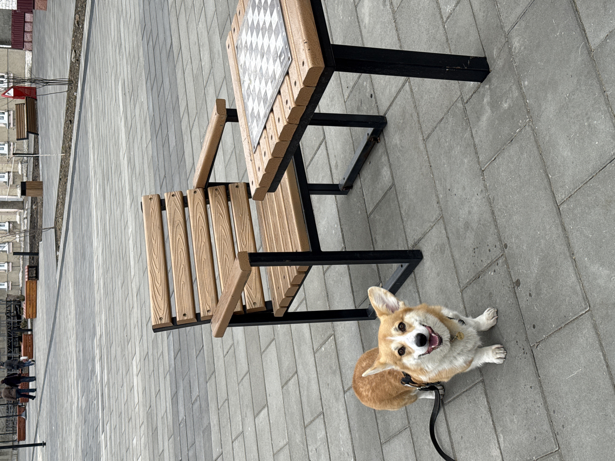 A corgi on a leash sits on a paved surface beside an outdoor chess table and chair in Borzya, Russia. Other benches can be seen in the background, and some individuals can be seen in the far background.