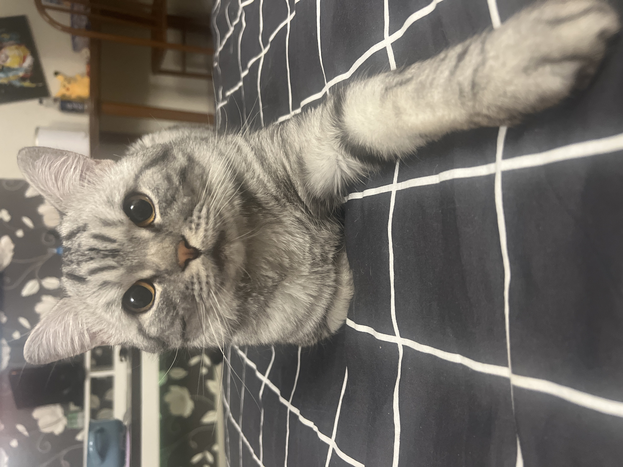 A gray tabby cat lies on a black and white checkered surface. The cat is positioned diagonally in the frame with its head near the lower left corner and its extended front paw towards the upper right corner. The cat is facing the viewer, with its eyes open and alert. The background includes a blurred view of a room with furniture. The location is unknown and cannot be determined from the image.